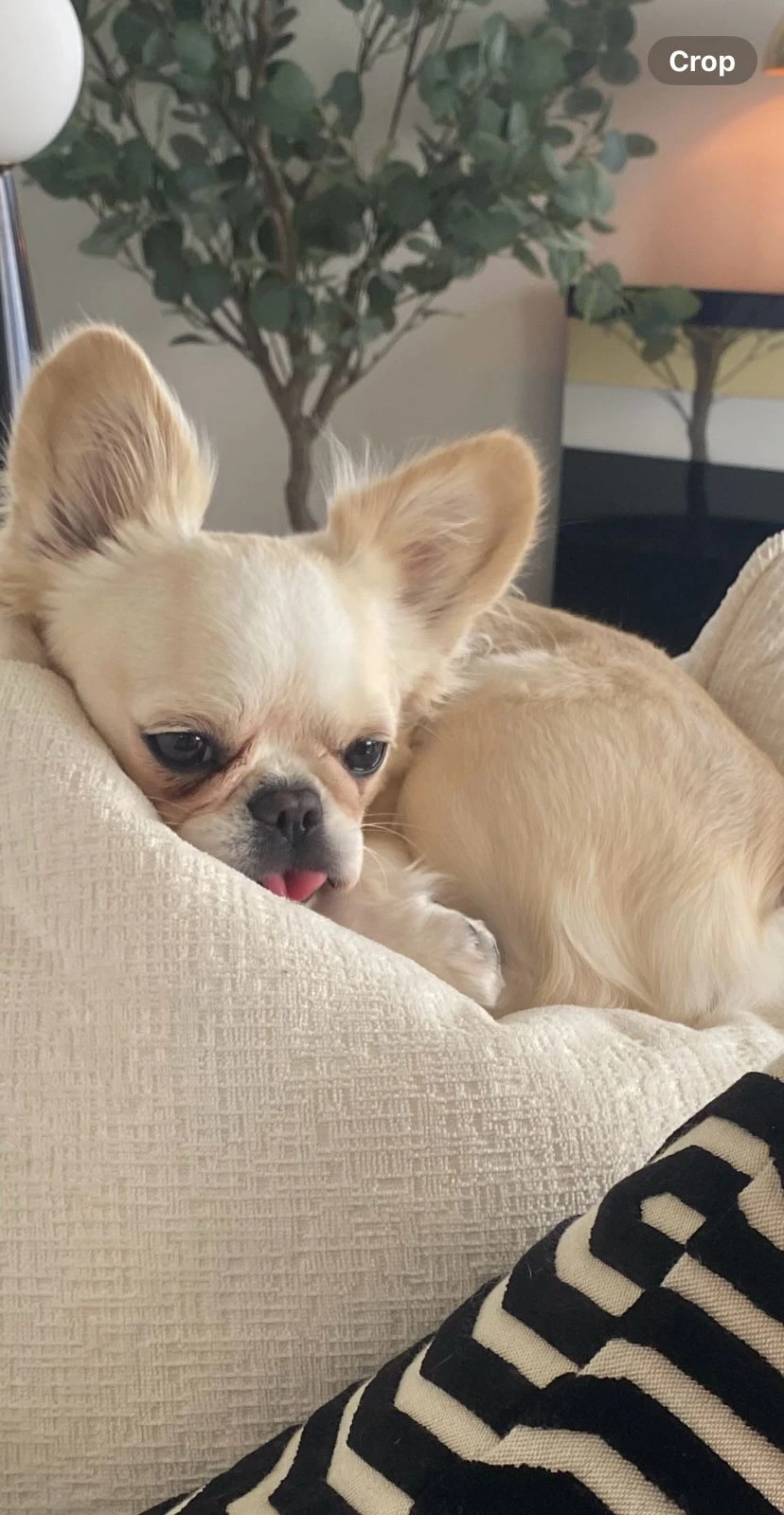 Royal Frenchel snuggled on a soft pillow at home.