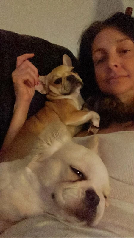 Royal Frenchel puppy sitting on someone’s lap while they use a computer.
