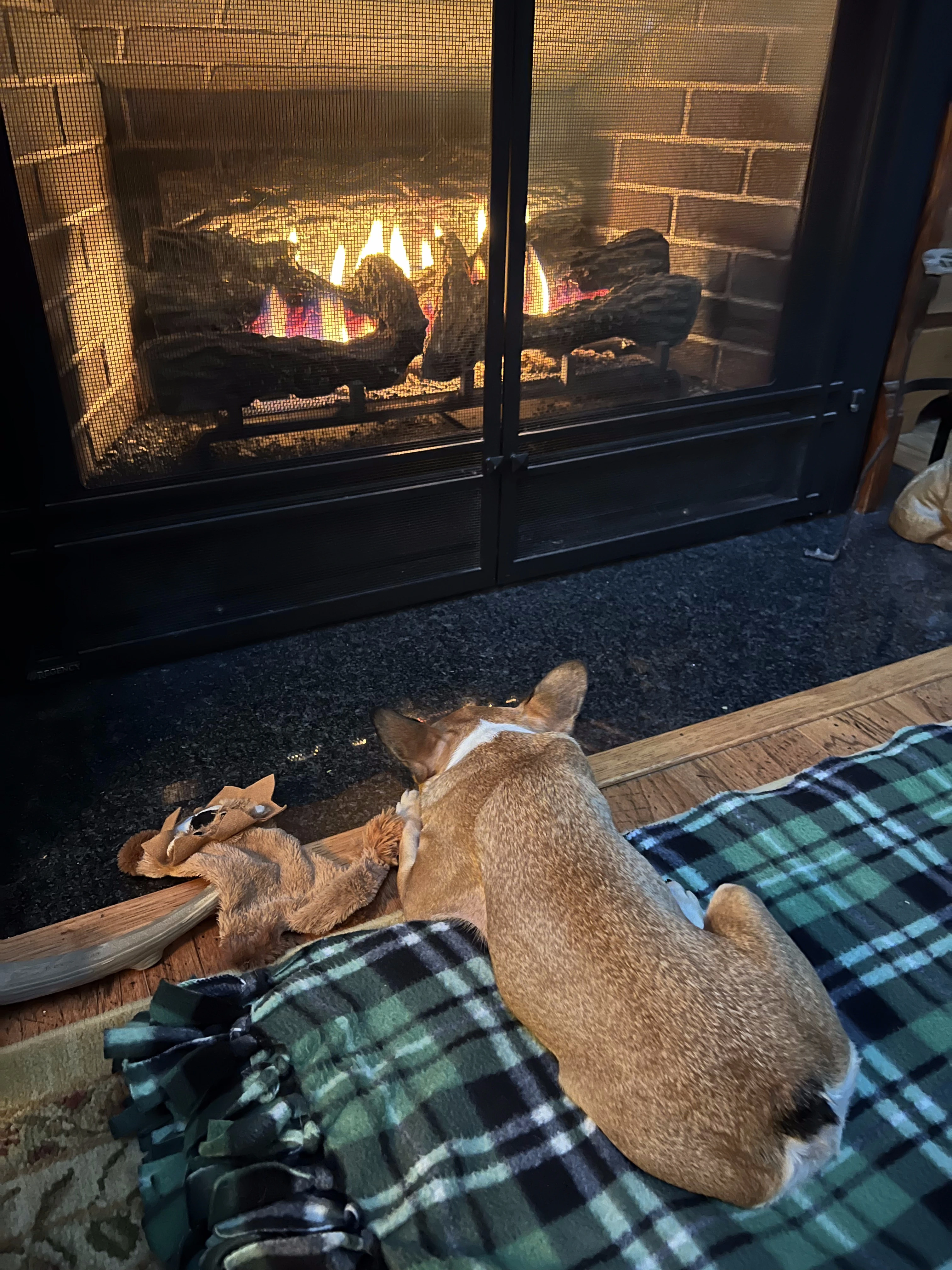 Royal Frenchel relaxing in front of a fireplace at home.