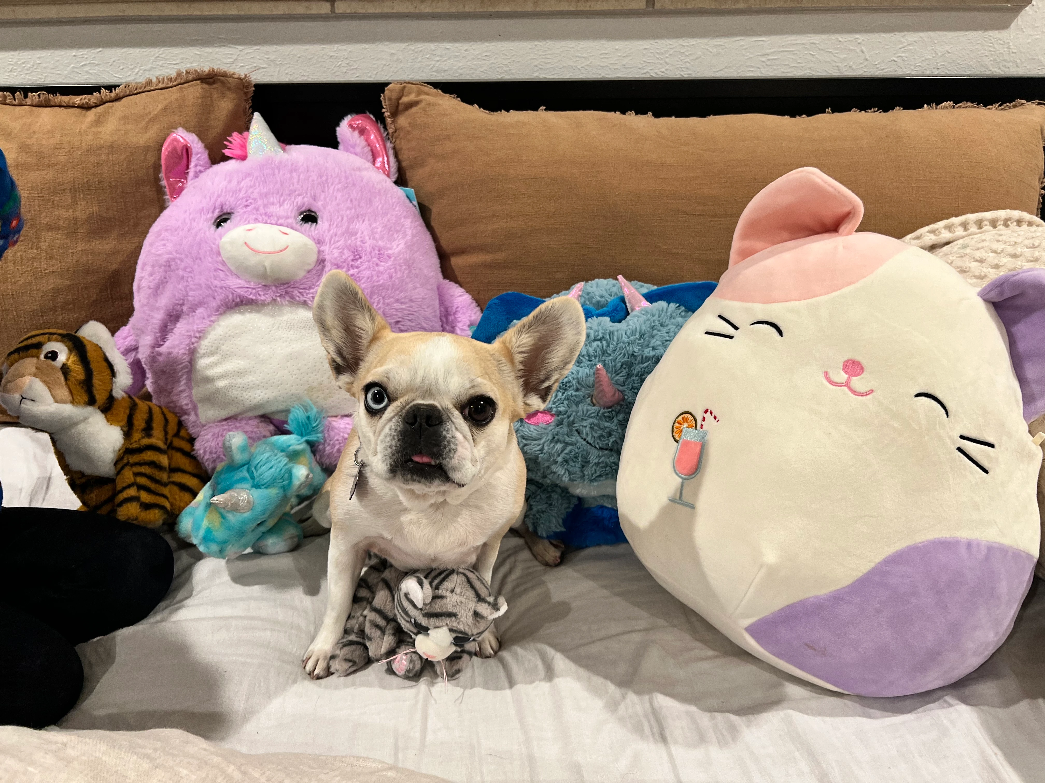 Three Royal Frenchels sitting together on a dog bed.