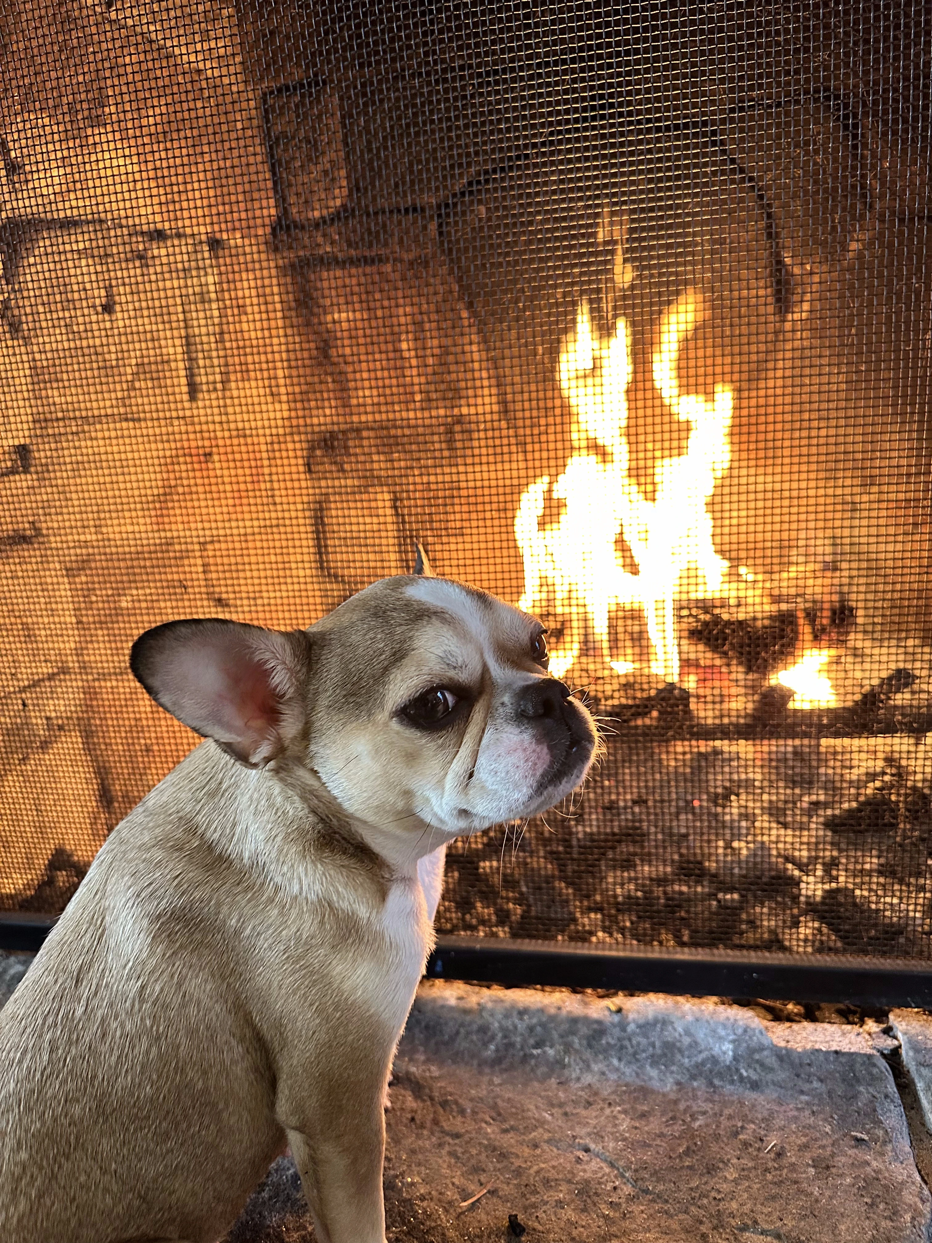 Royal Frenchel sitting calmly in front of a fireplace.