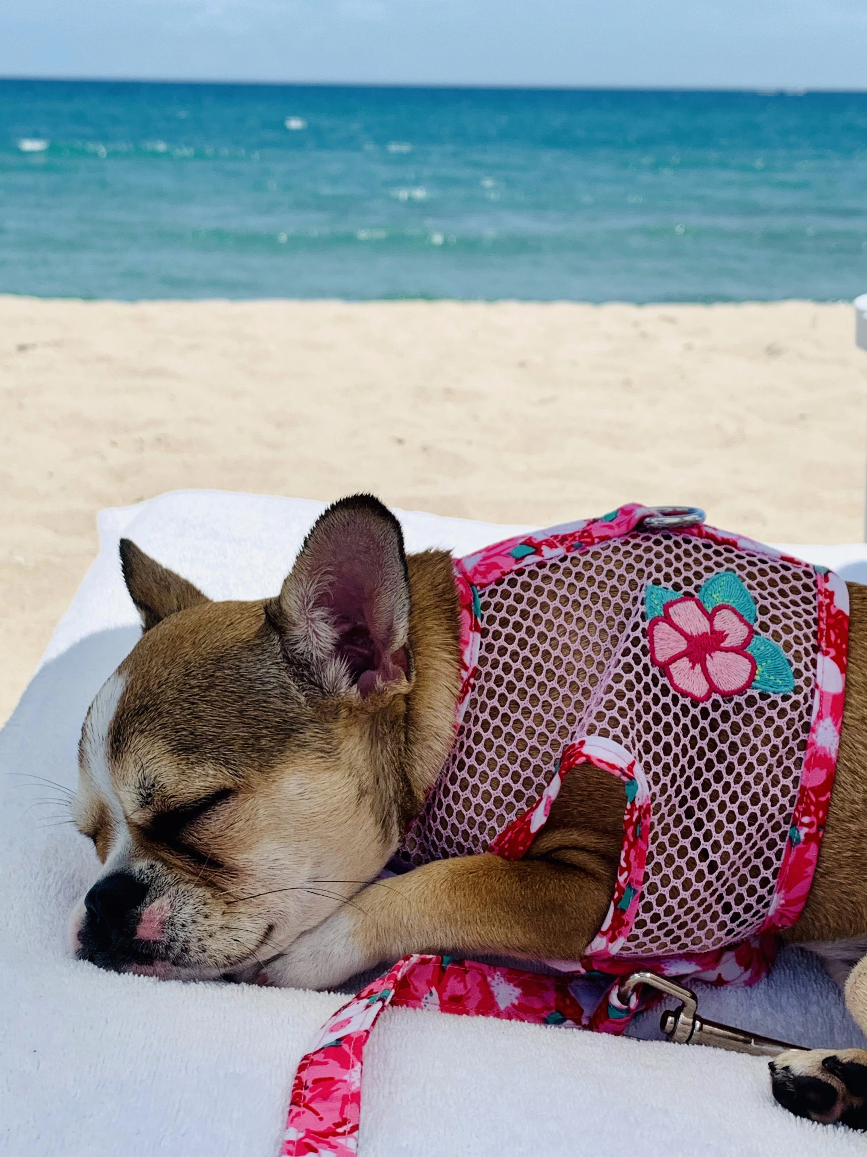Royal Frenchel wearing a vacation harness while lying on the beach.