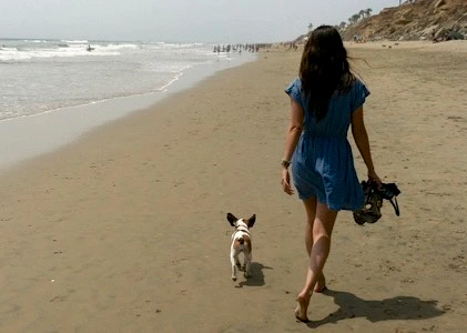 Woman walking across the beach with her Royal Frenchel.