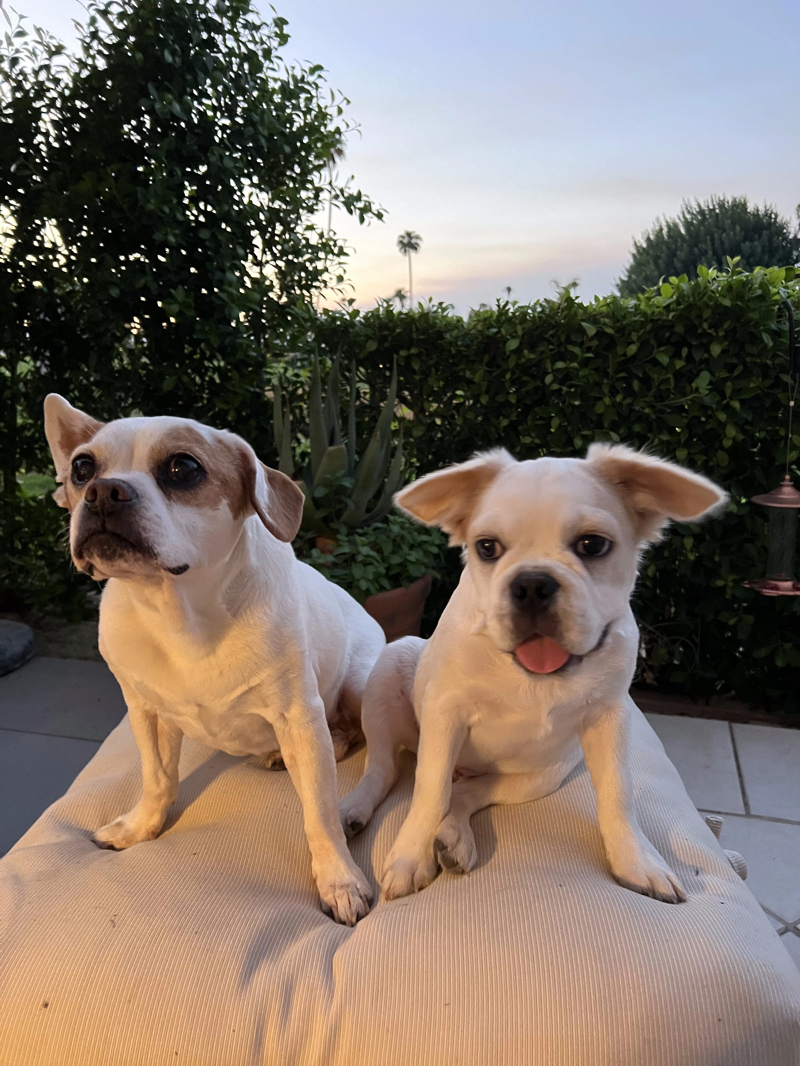 Two Royal Frenchels sitting on a cushion in front of a sunset.