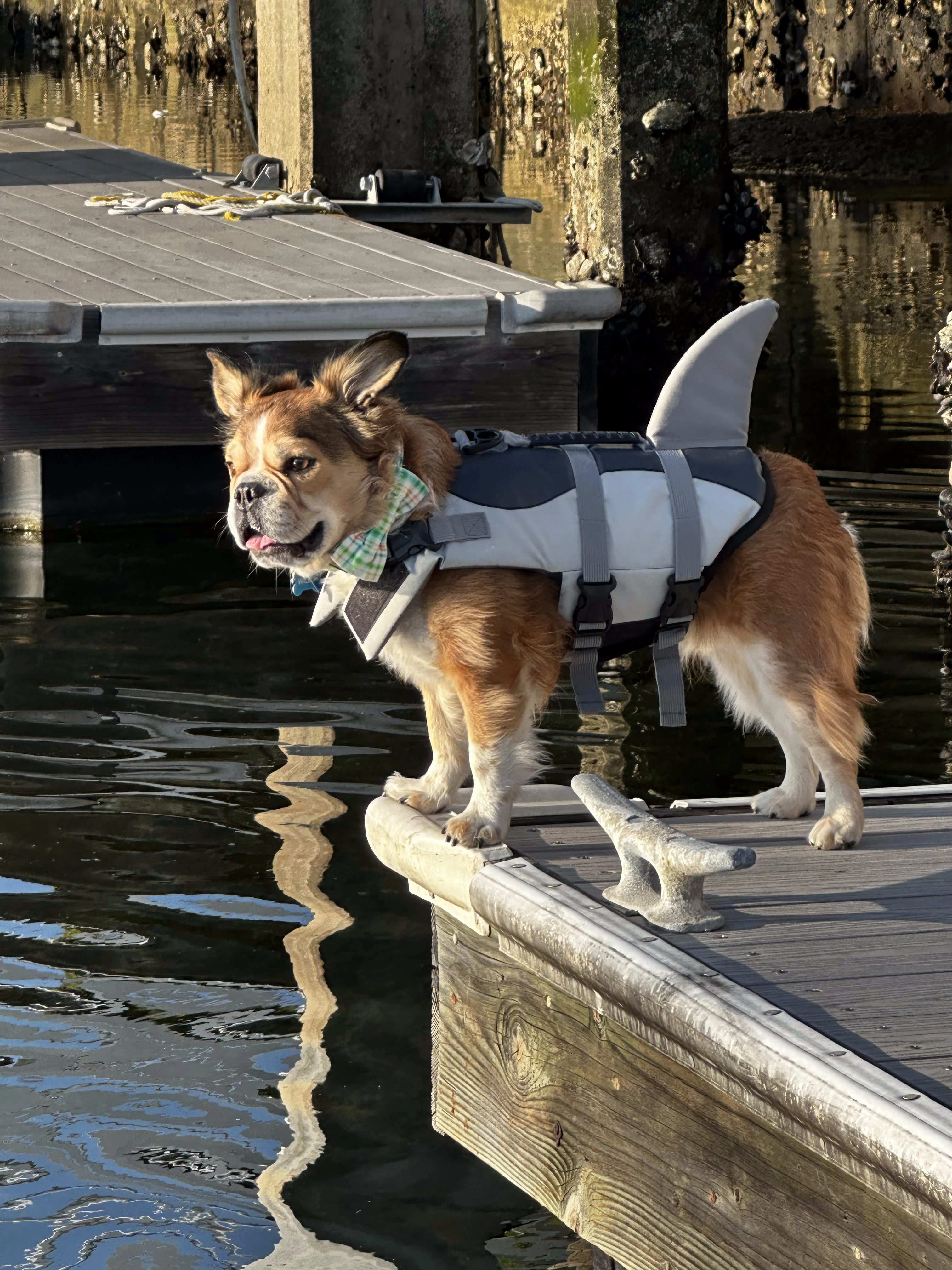 Royal Frenchel wearing a life jacket while sitting on a dock by the water.