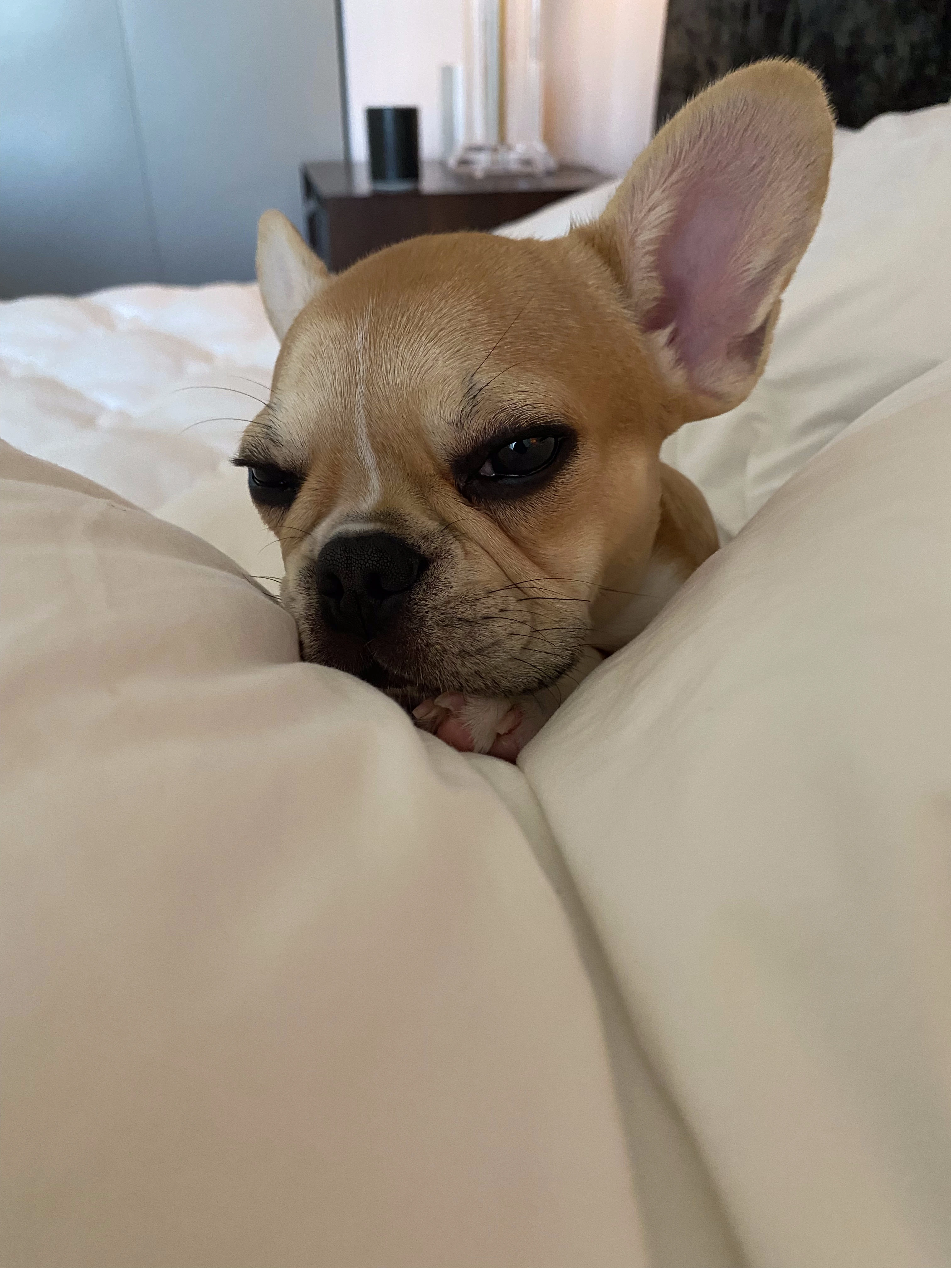 Royal Frenchel snuggled comfortably in bed.
