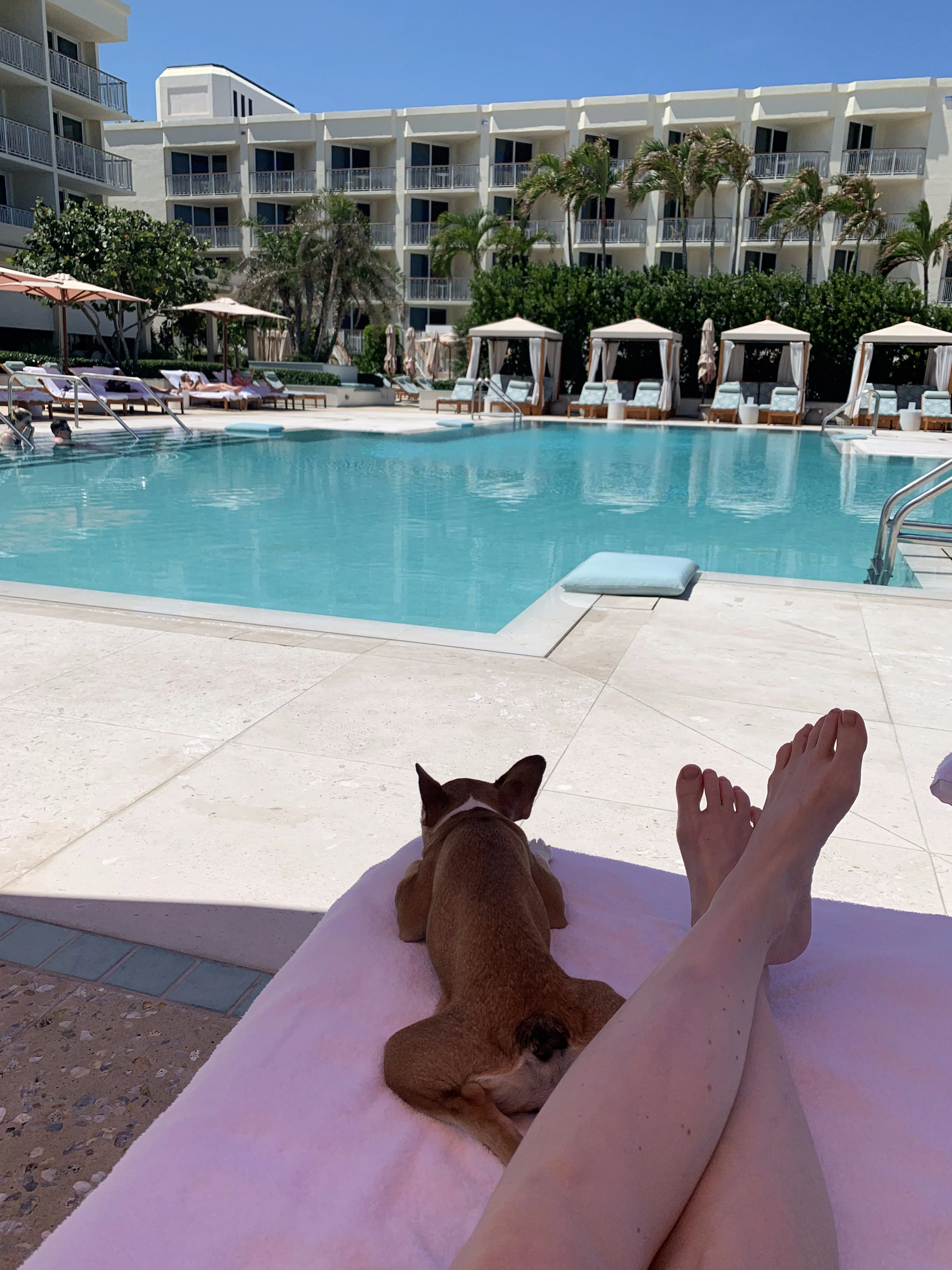 Royal Frenchel relaxing with their owner on a tanning bed by the pool.