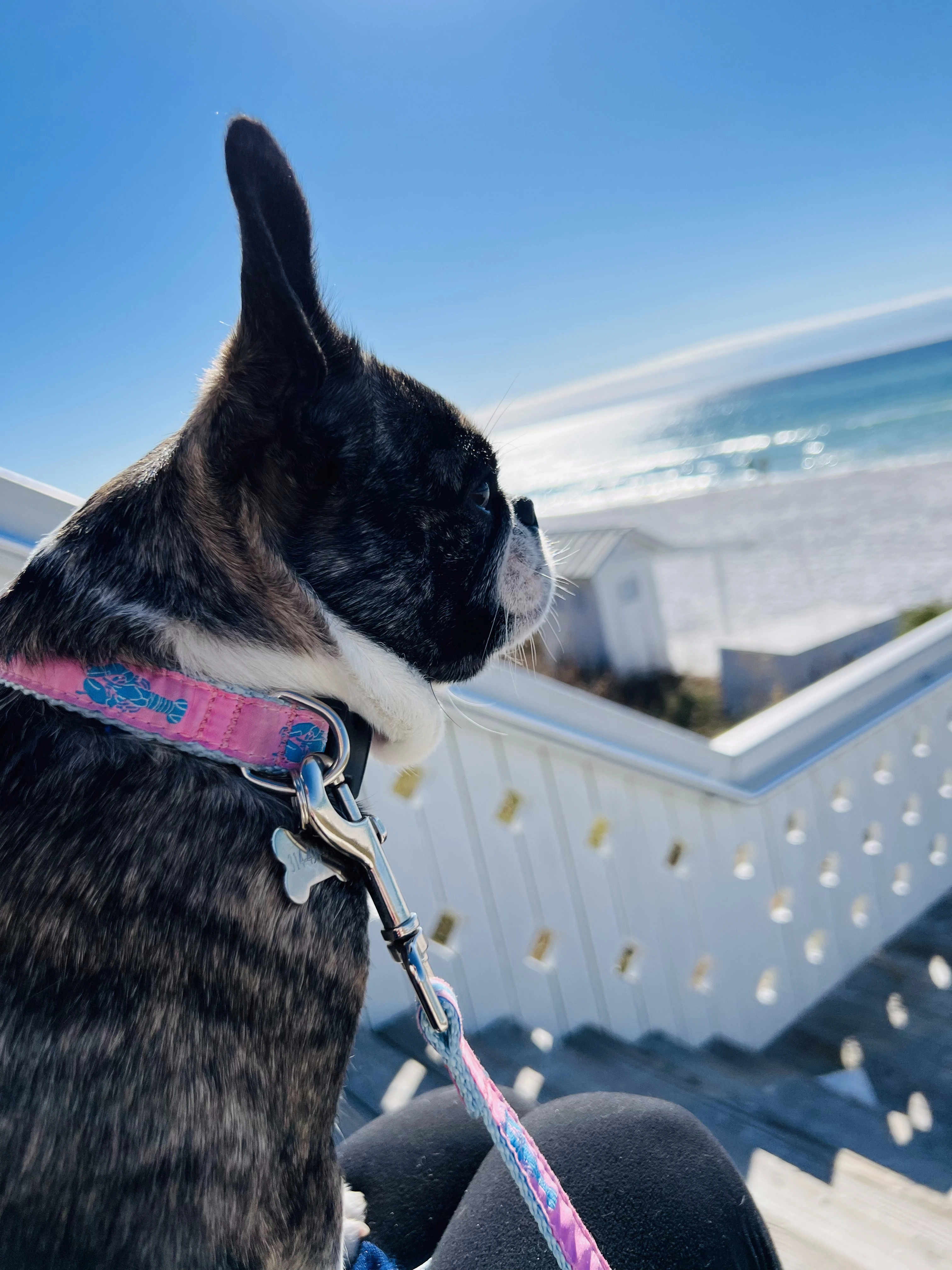 Royal Frenchel sitting on their owner’s lap while looking toward the beach.