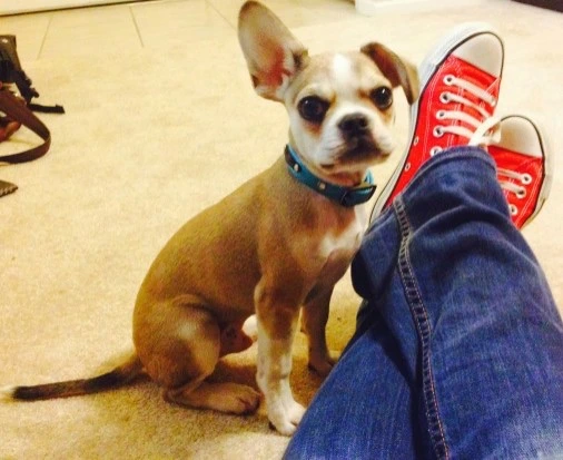 Royal Frenchel sitting calmly in front of their owner.
