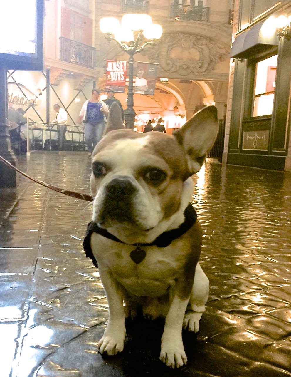 Royal Frenchel sitting calmly in a restaurant.