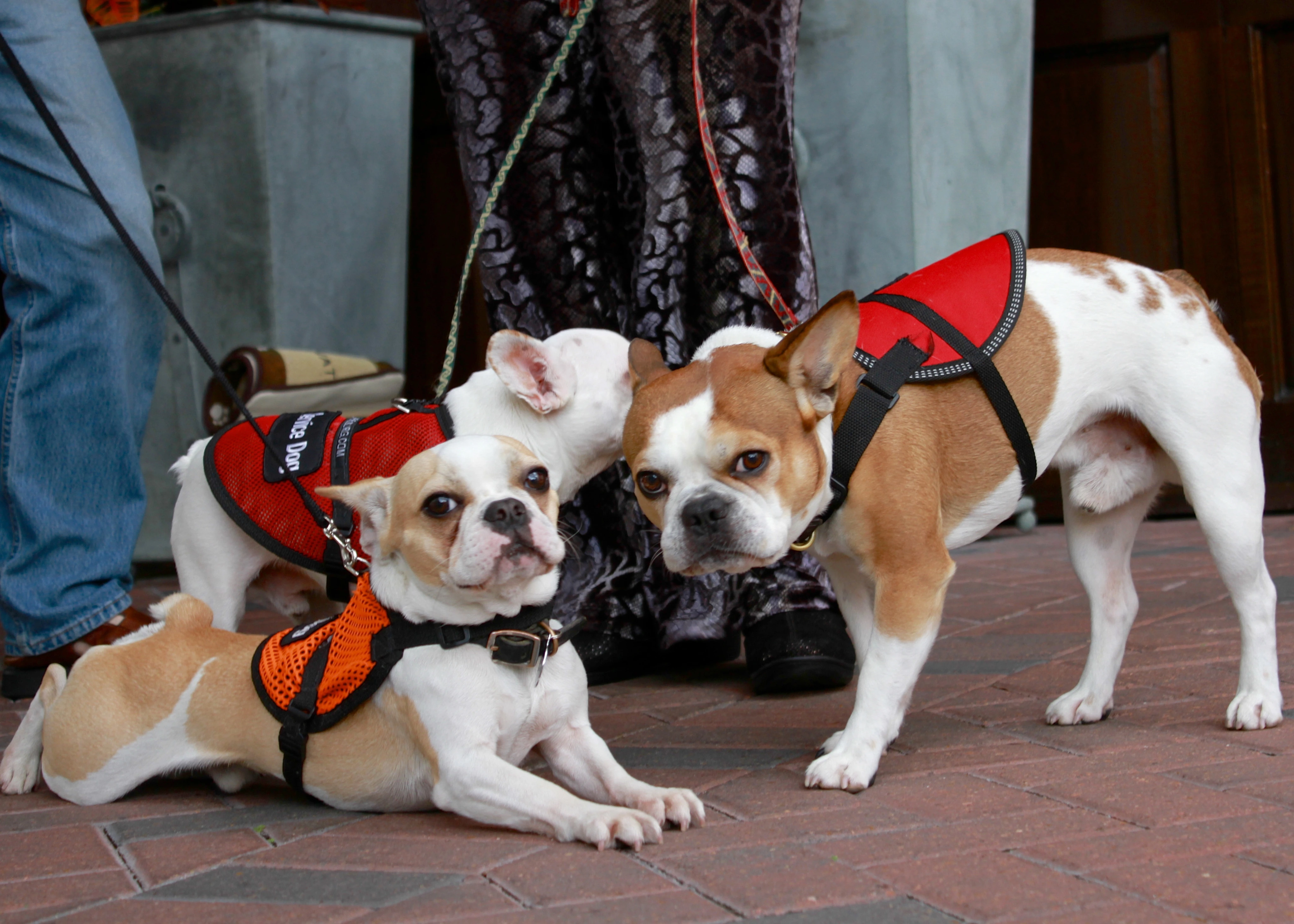 Three Royal Frenchel service dogs sitting calmly together on the floor.