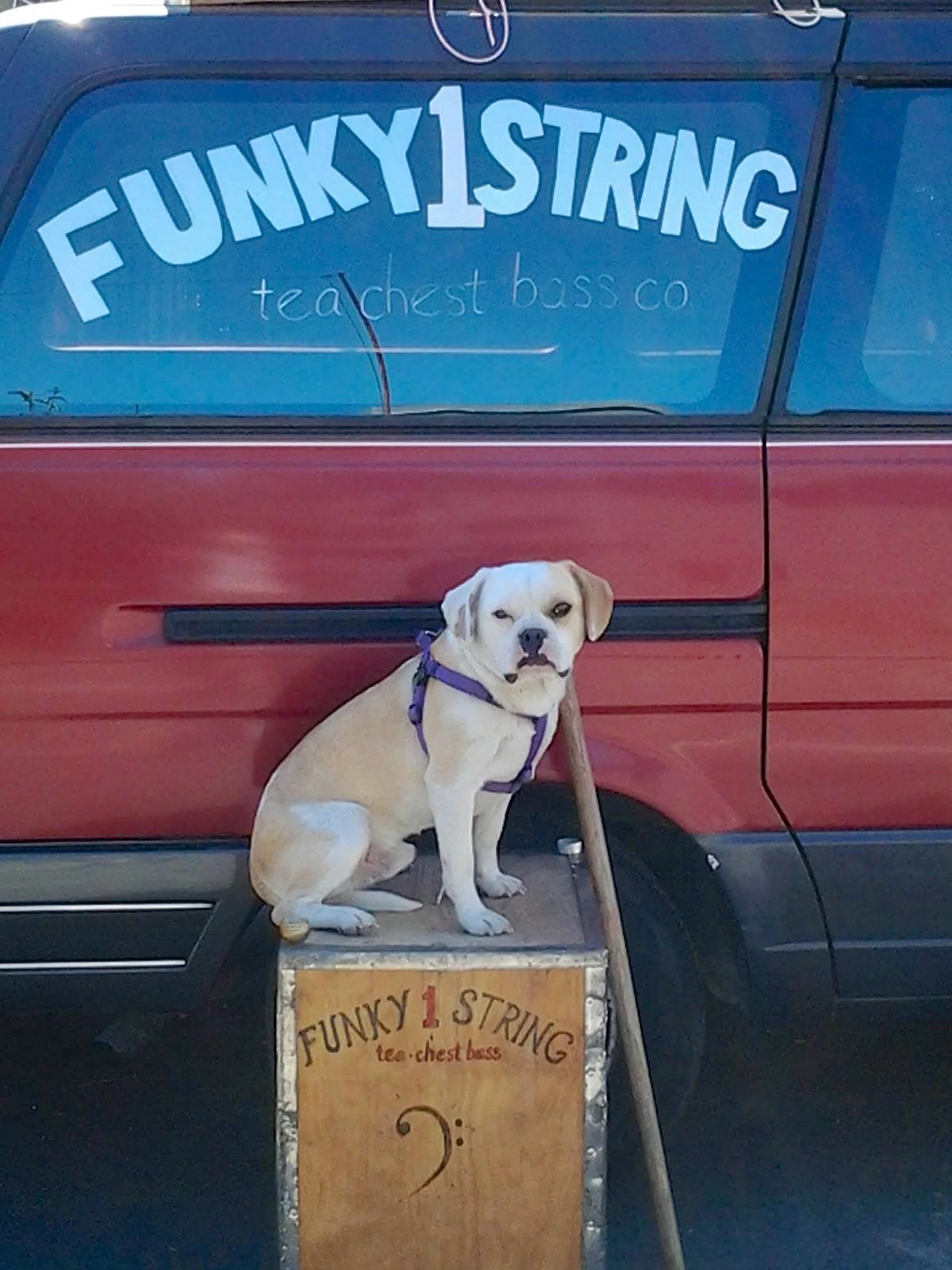 Royal Frenchel sitting on a box in front of a car.
