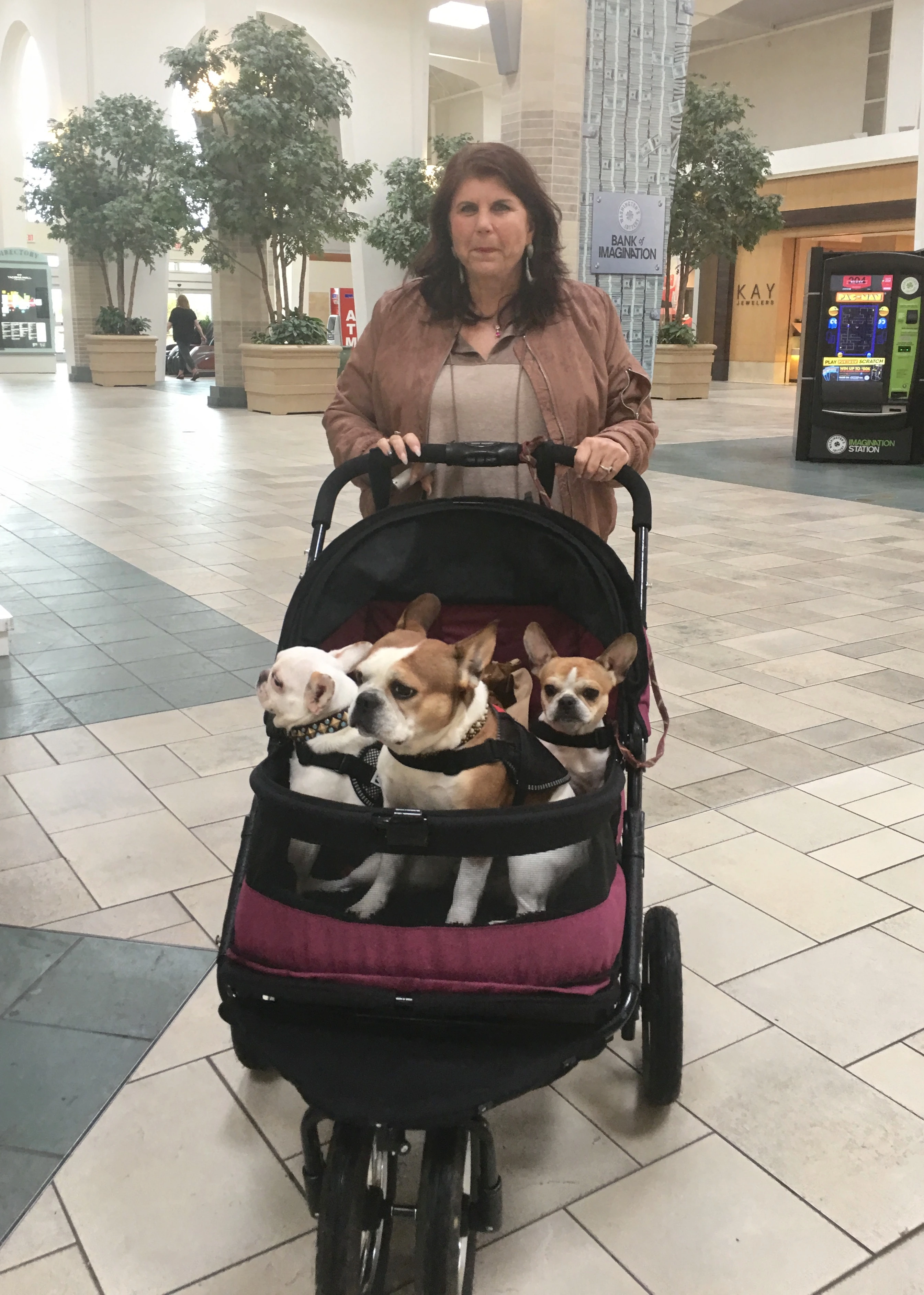 Woman pushing a stroller with three Royal Frenchel service dogs.