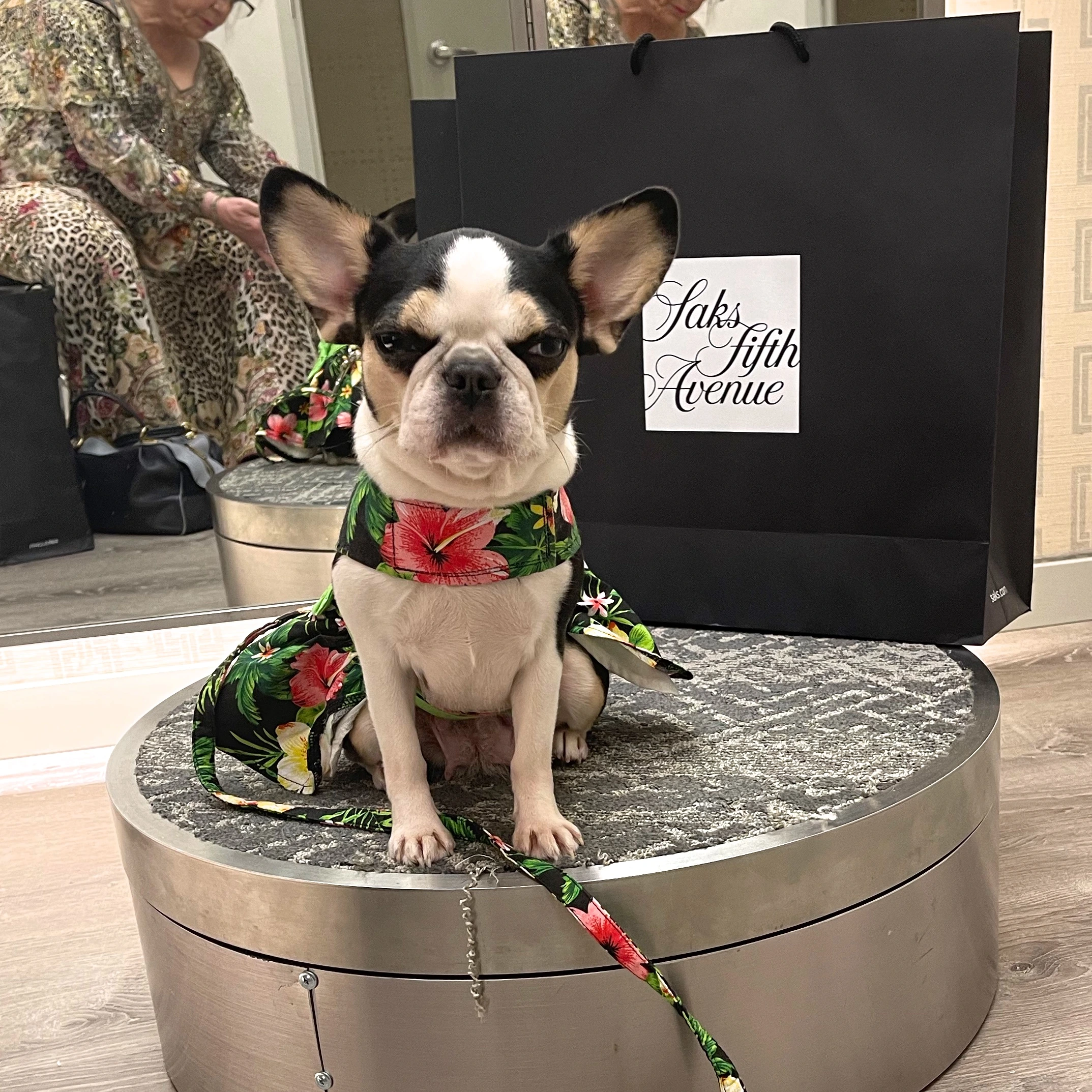 Royal Frenchel sitting on a small chair in a store dressing room.
