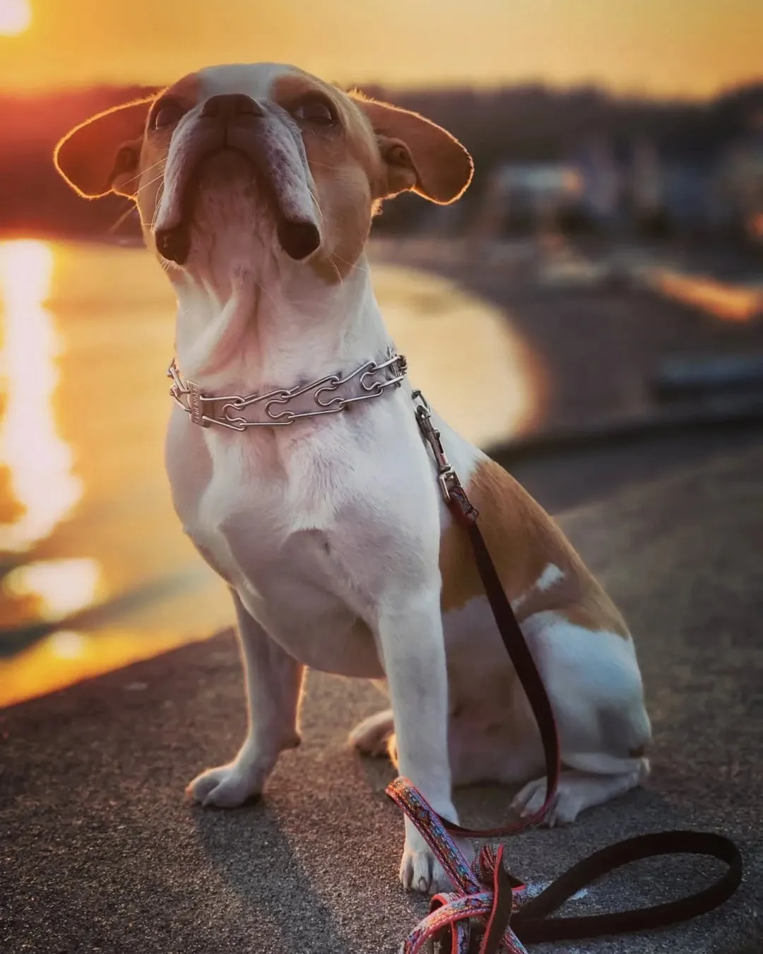 Royal Frenchel sitting calmly on a leash at sunset.