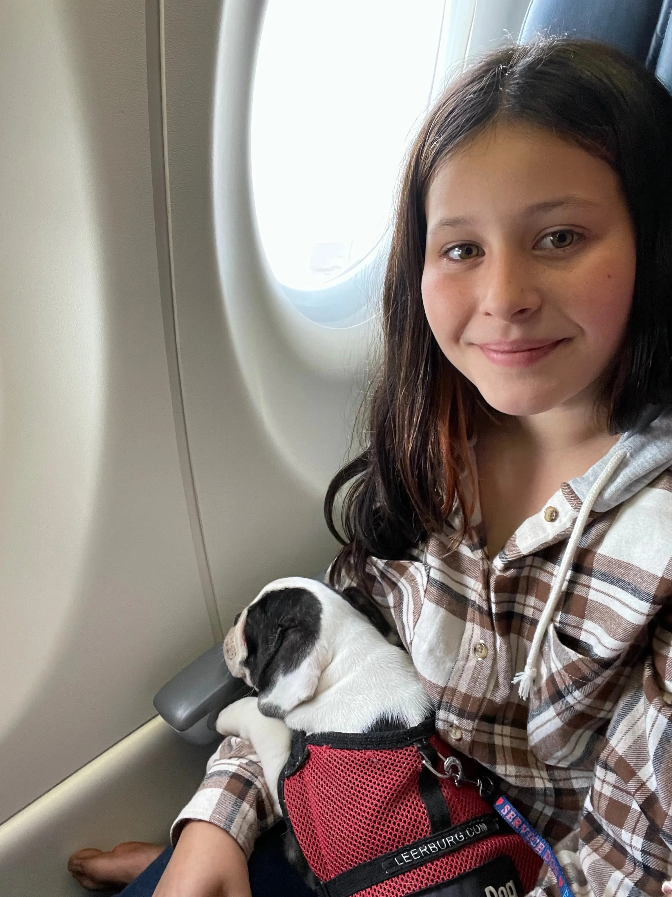 Girl sitting on a plane with a calm Royal Frenchel companion on her lap.