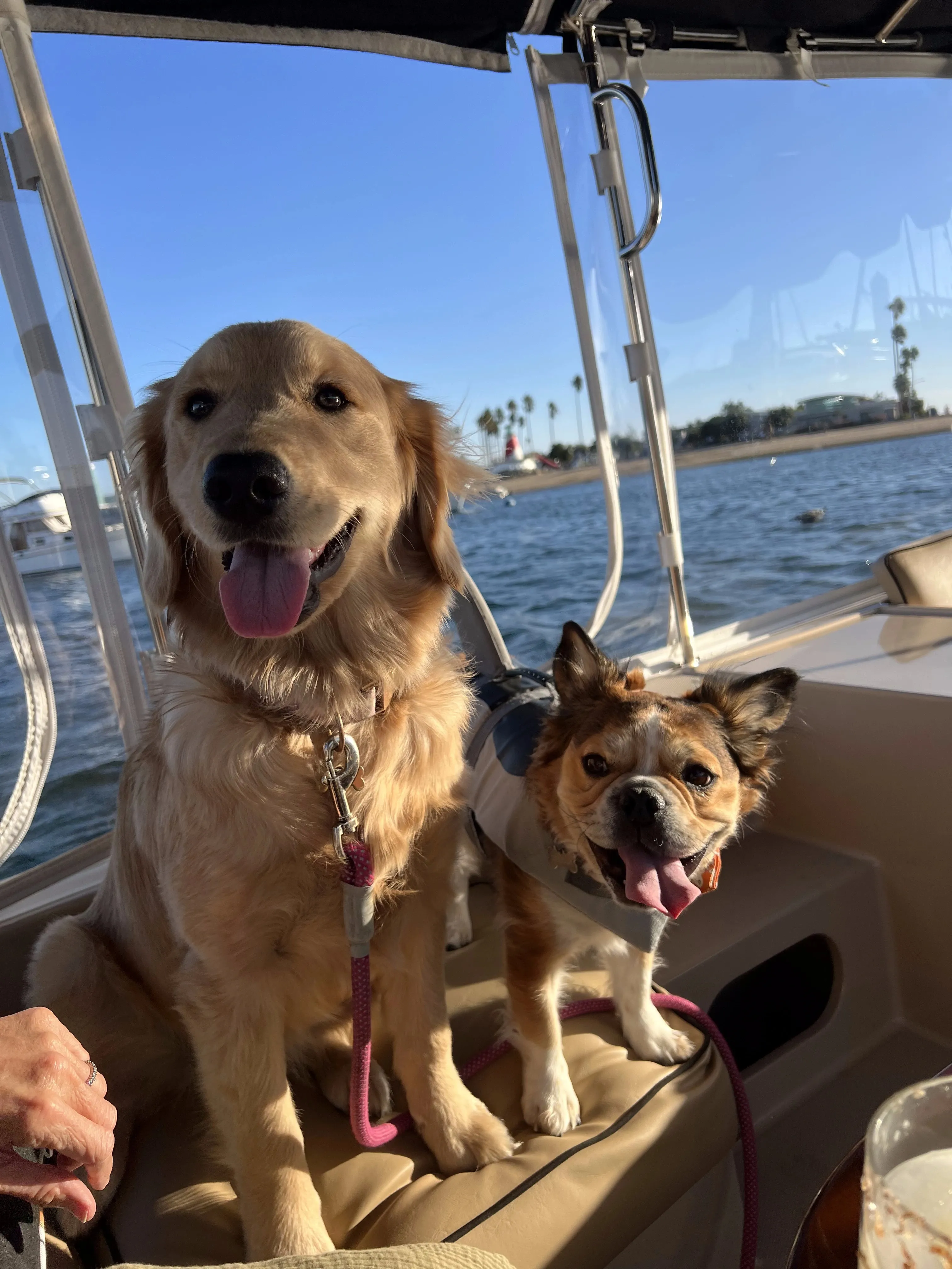 Royal Frenchel and larger dog sitting together on a boat.