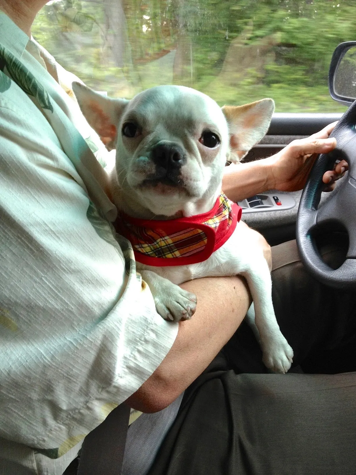 Royal Frenchel sitting on a person’s lap inside a car.