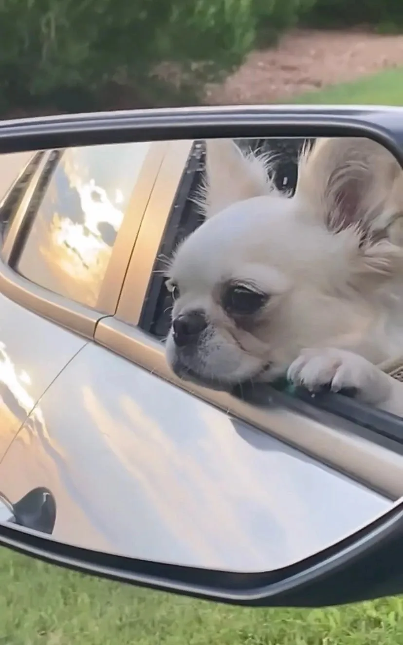 Royal Frenchel reflected in a car side mirror.