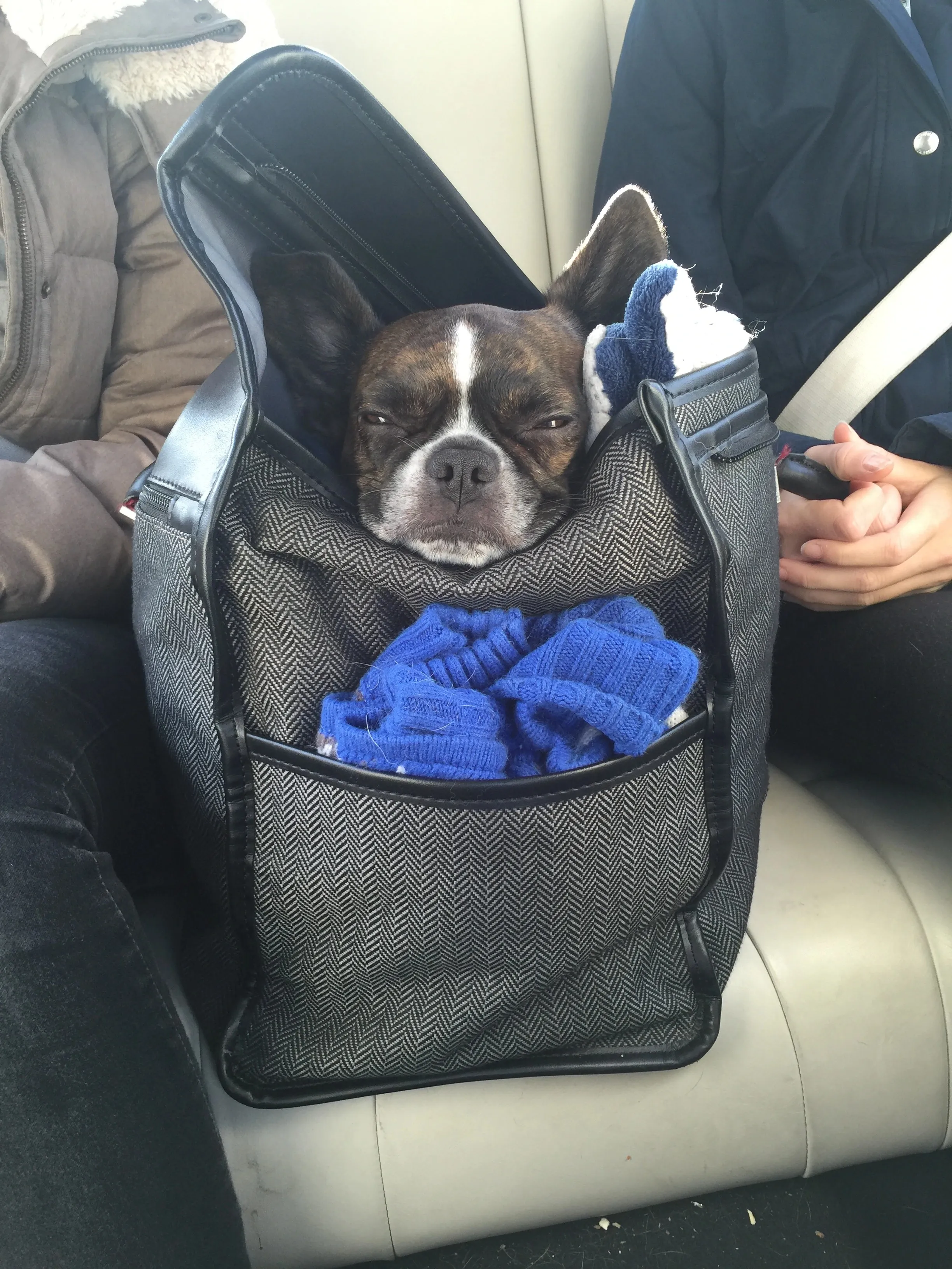 Royal Frenchel sitting calmly in a car seat carrier.
