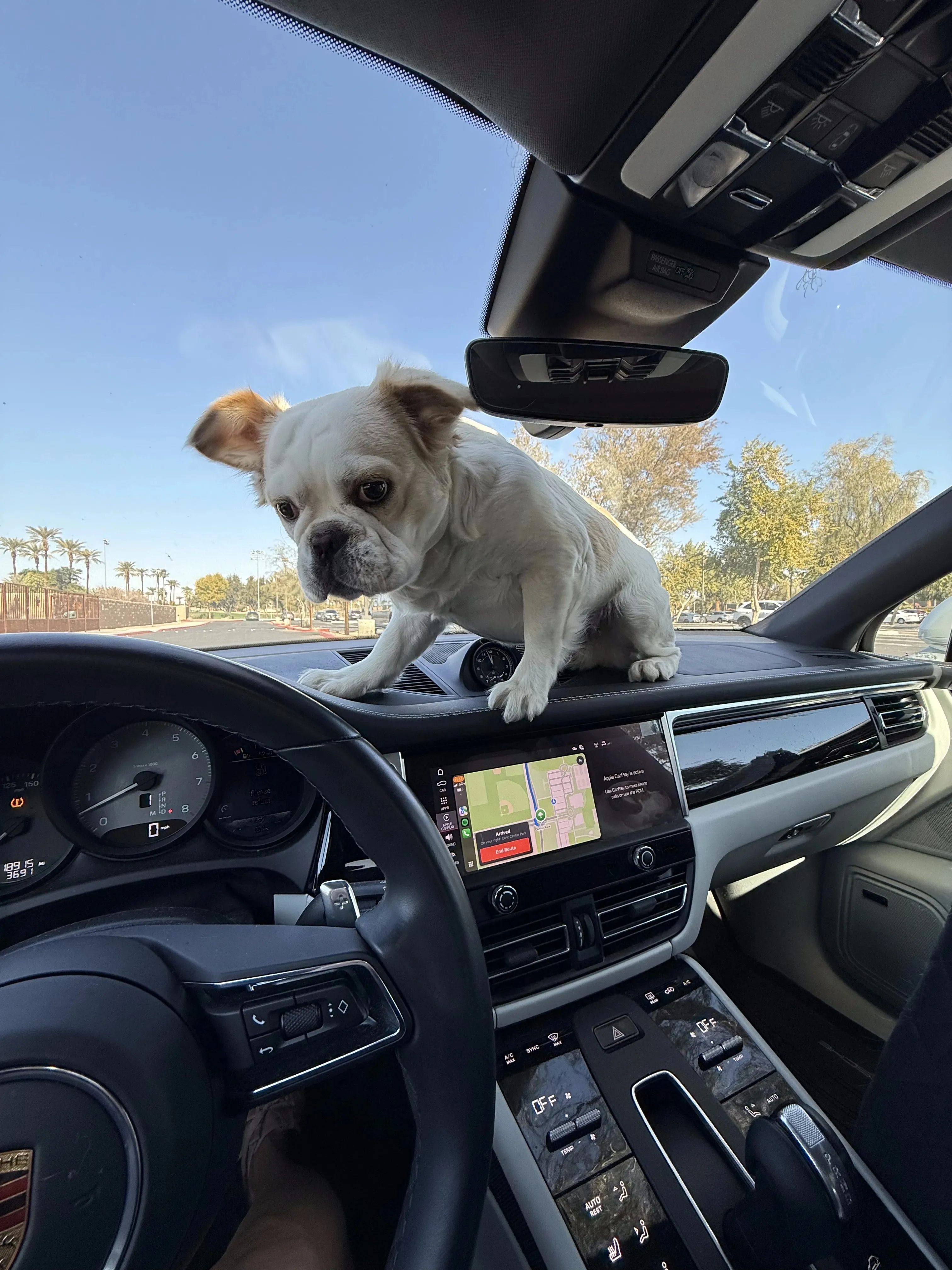 Royal Frenchel perched on a car dashboard during a quiet car moment.