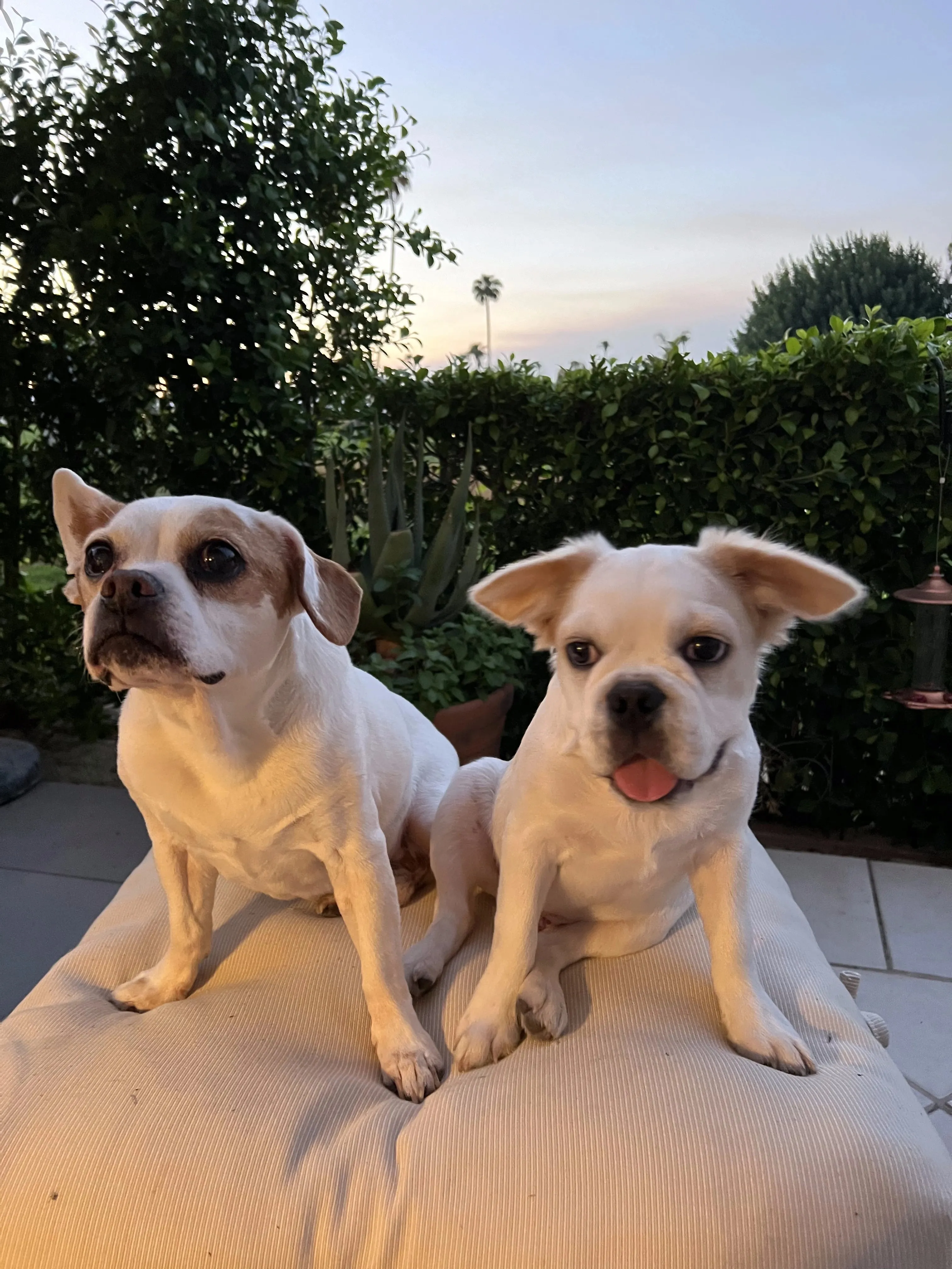 Two Royal Frenchels sitting together and looking at the camera.