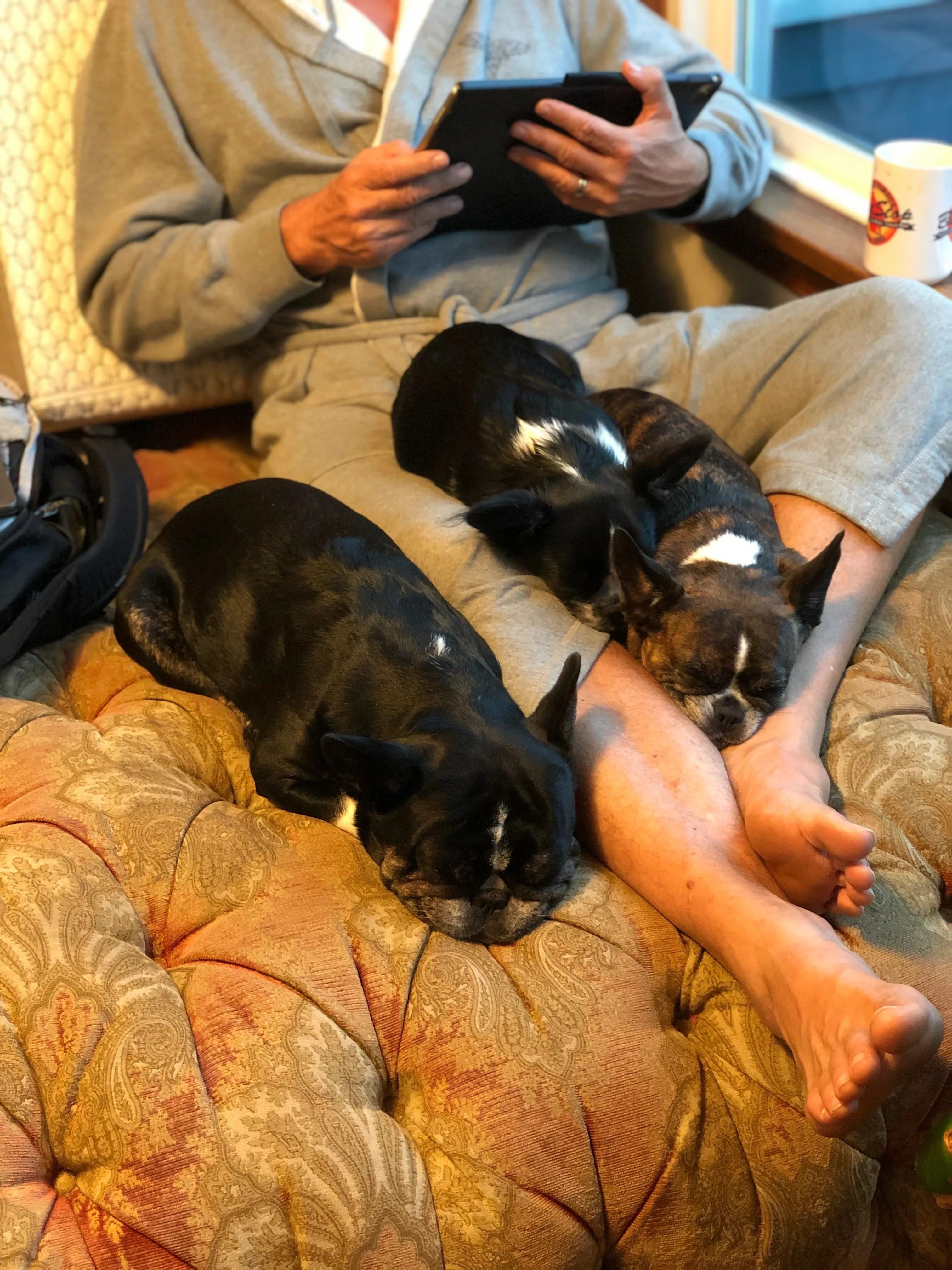 Royal Frenchel puppies sleeping together on a person’s lap.