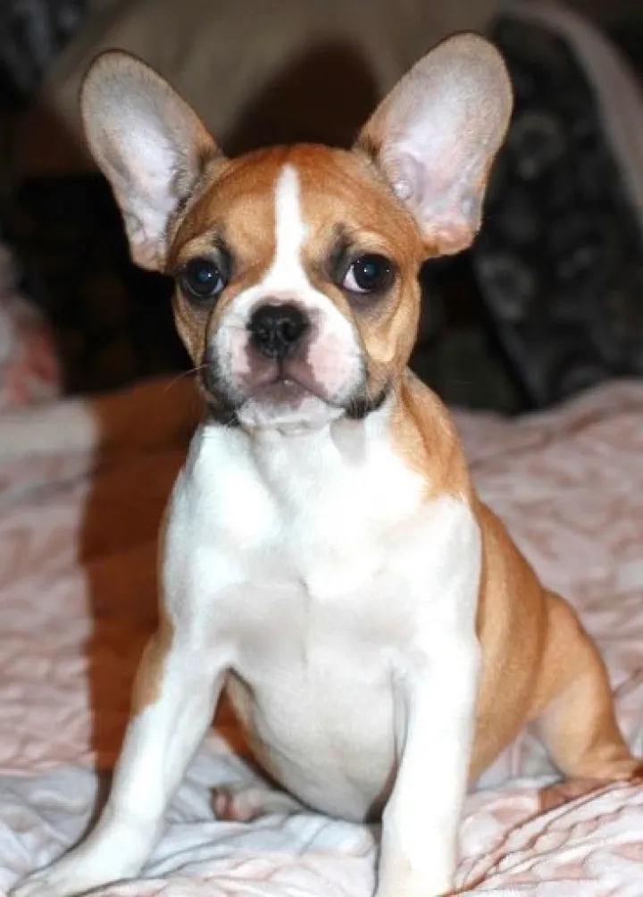 Brown and white Royal Frenchel puppy sitting for a portrait.