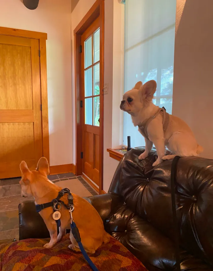 Royal Frenchel sitting calmly in front of a fireplace.