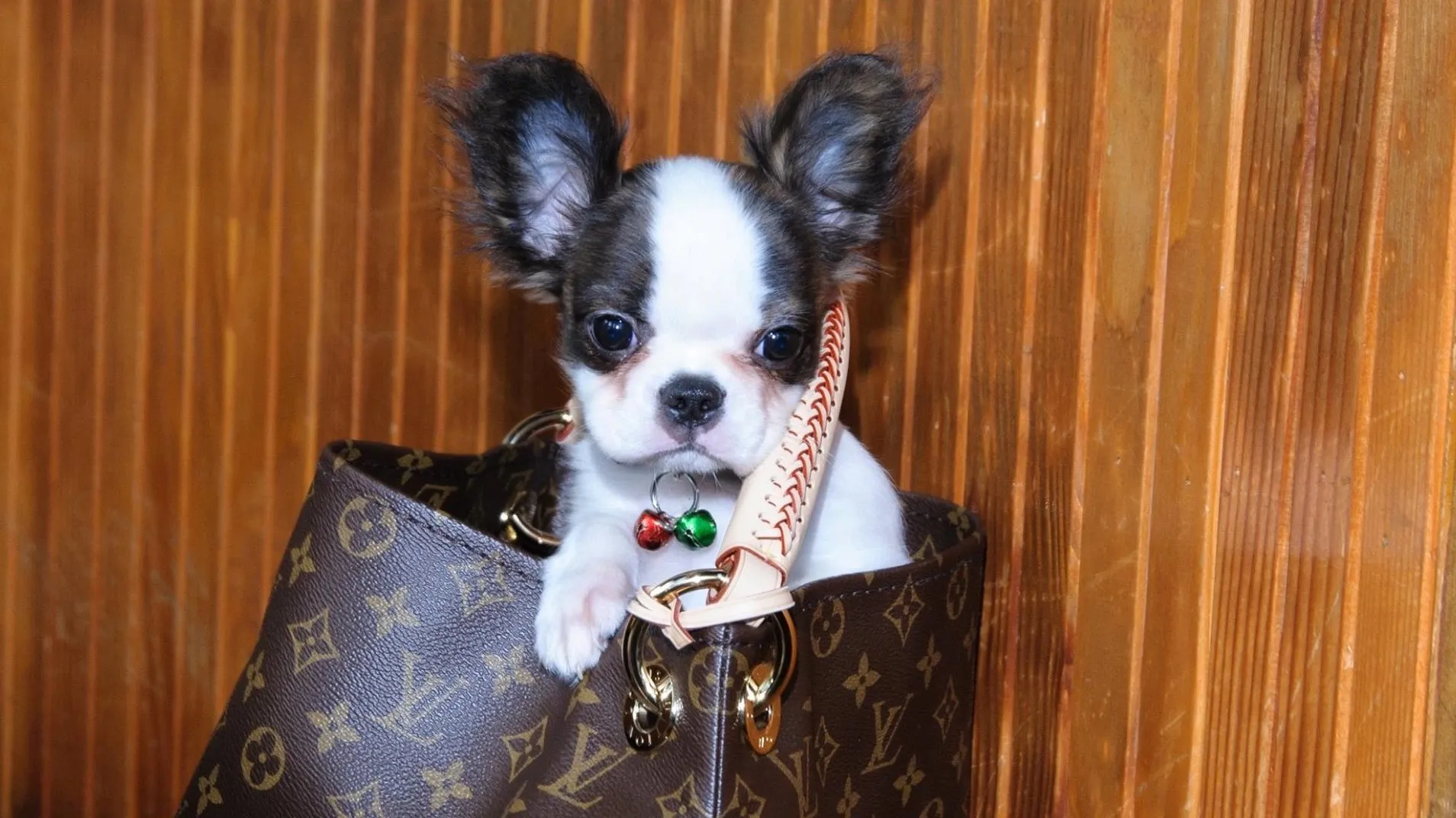 Royal Frenchel sitting calmly inside a luxury bag.