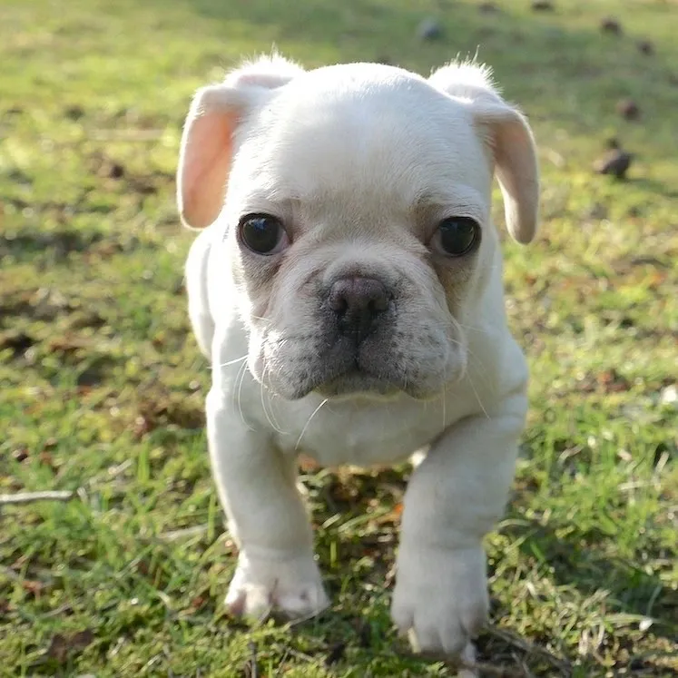 White Royal Frenchel puppy standing in the grass.