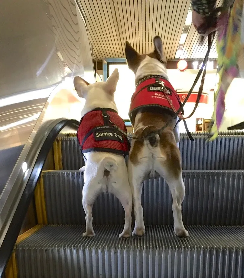 Two Royal Frenchel service dogs riding on an escalator with their person.