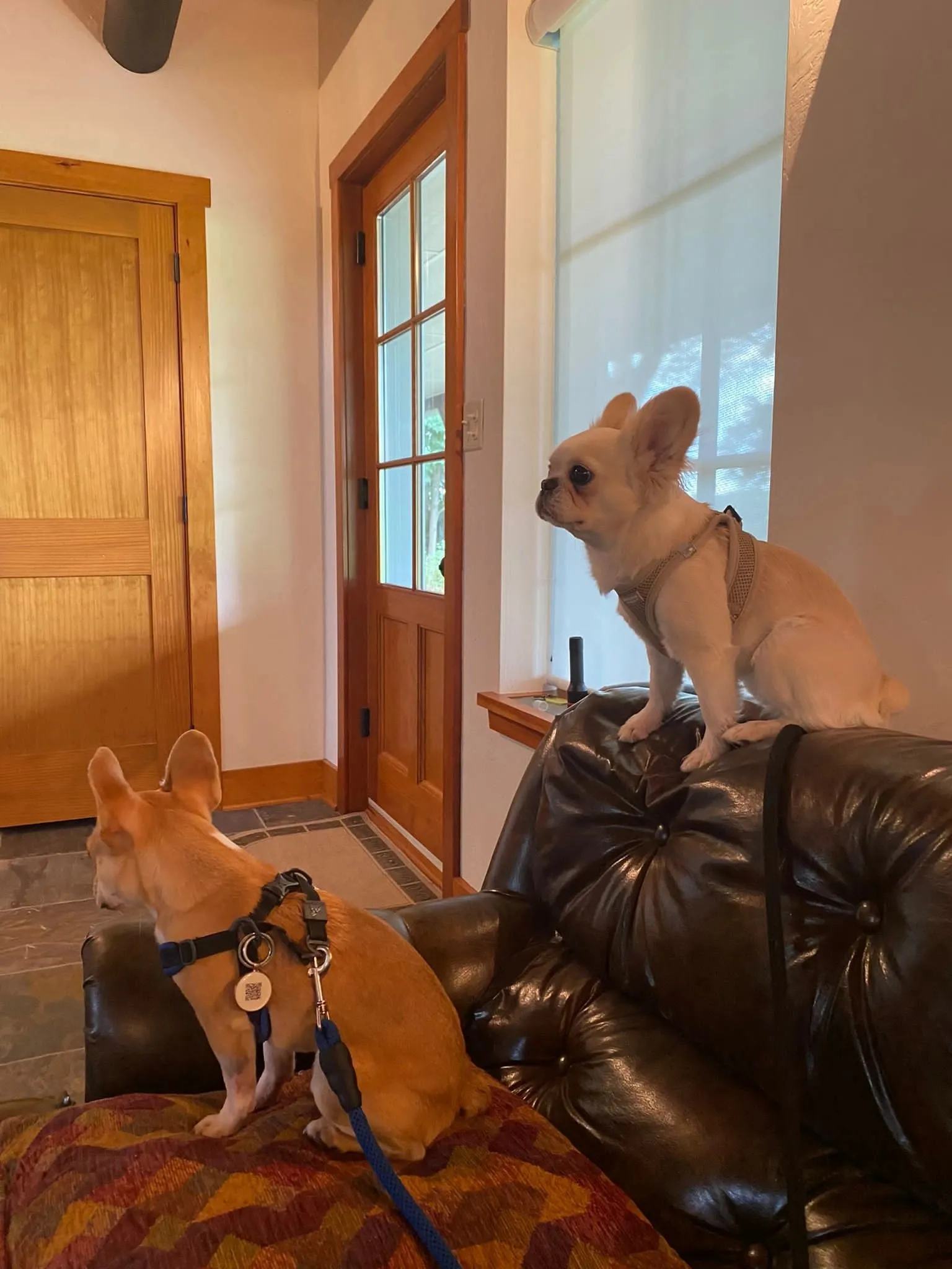 Two Royal Frenchels standing inside a home.