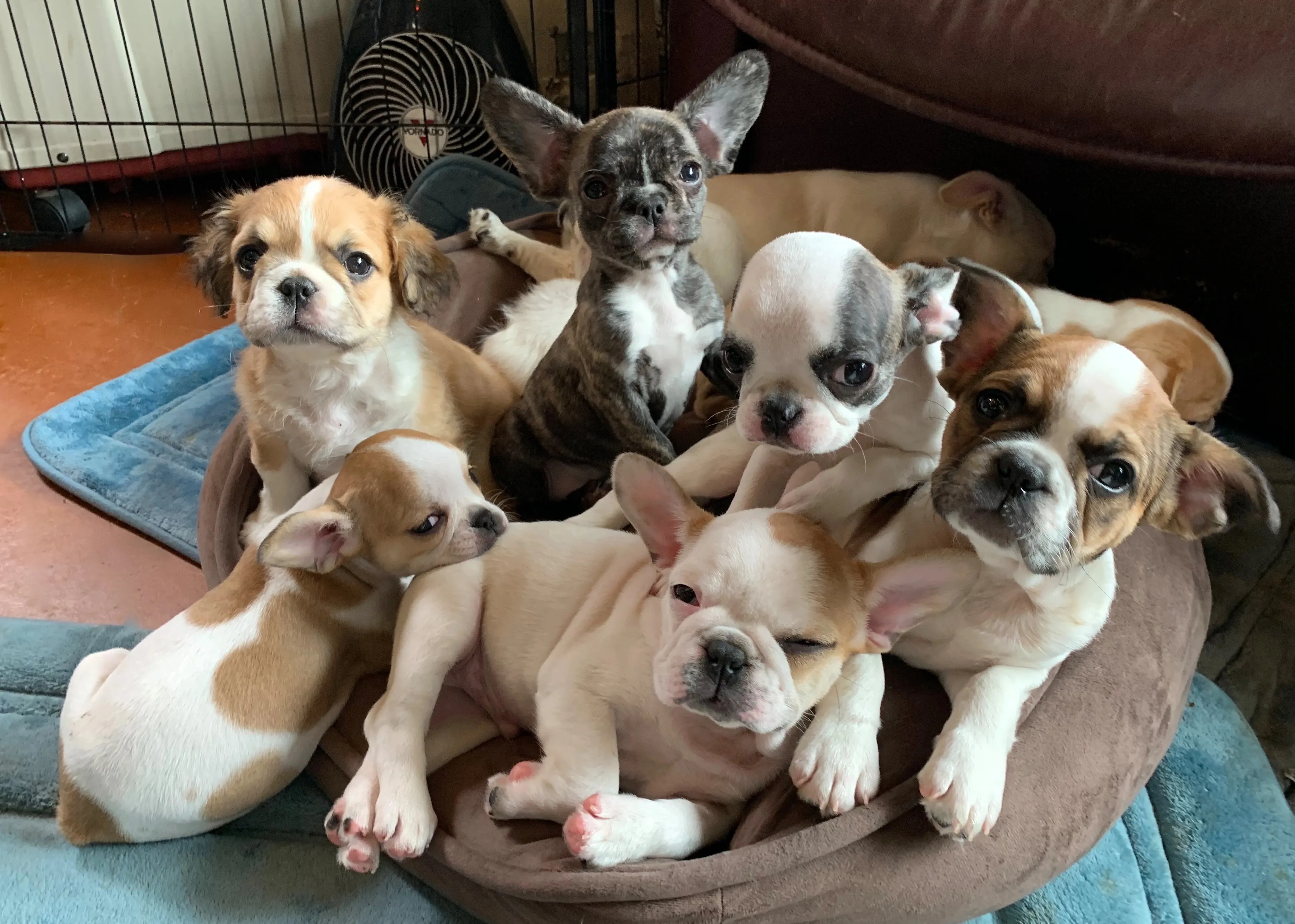 Group of Royal Frenchel puppies gathered together on a dog bed.
