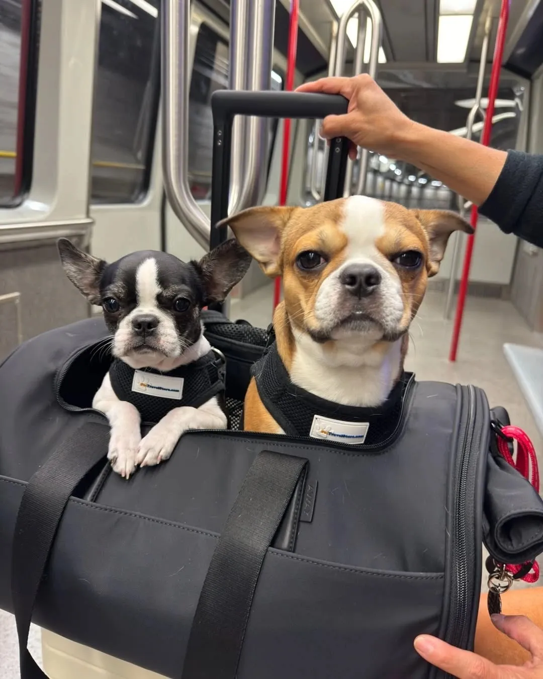 Two Royal Frenchels sitting together on a travel bag.