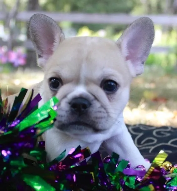 Royal Frenchel puppy playing with a green toy.