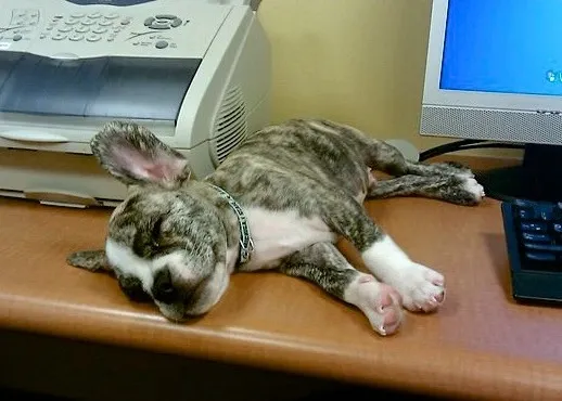 Royal Frenchel sleeping peacefully on a desk beside a computer.
