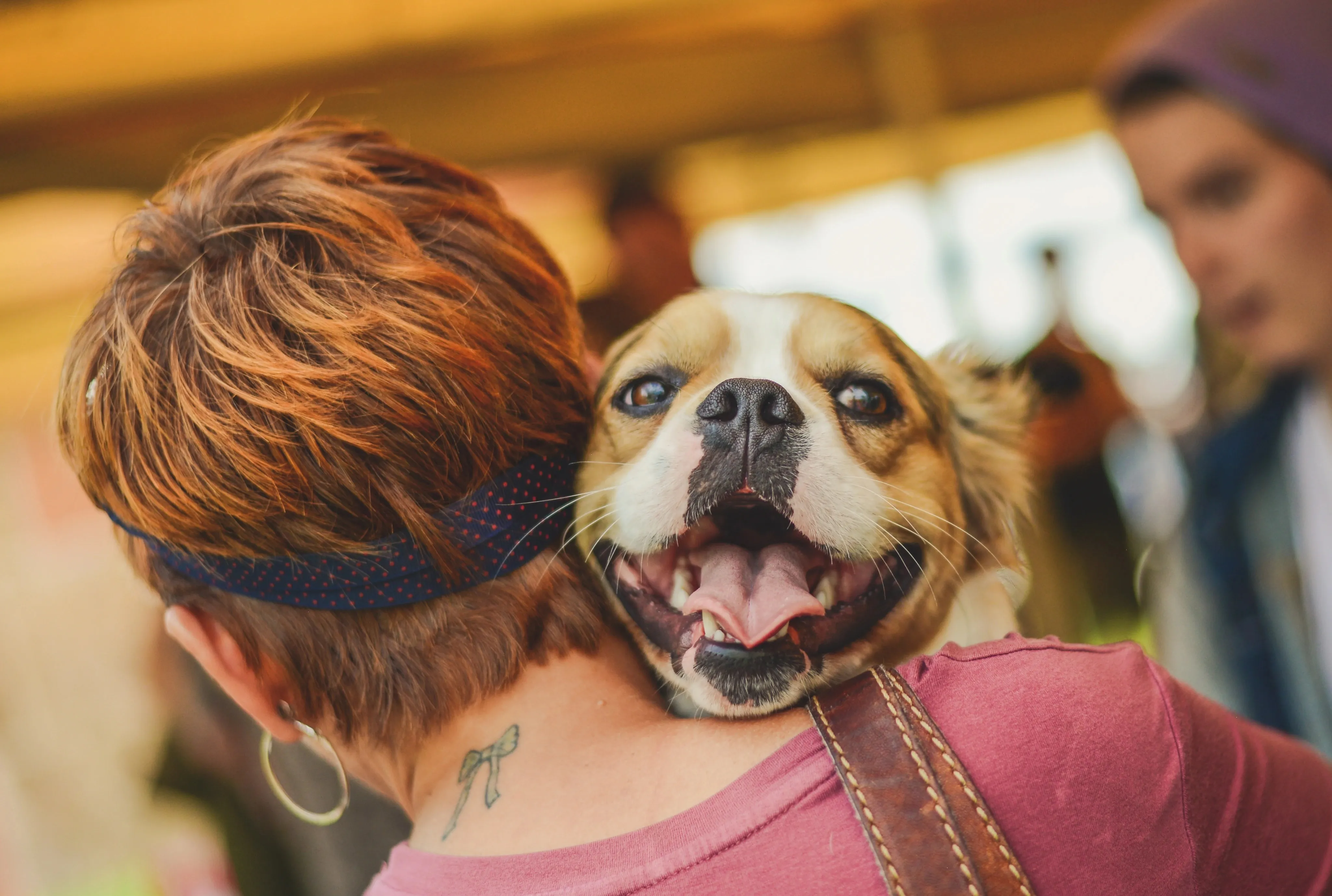 Owner smiling while holding a happy Royal Frenchel.