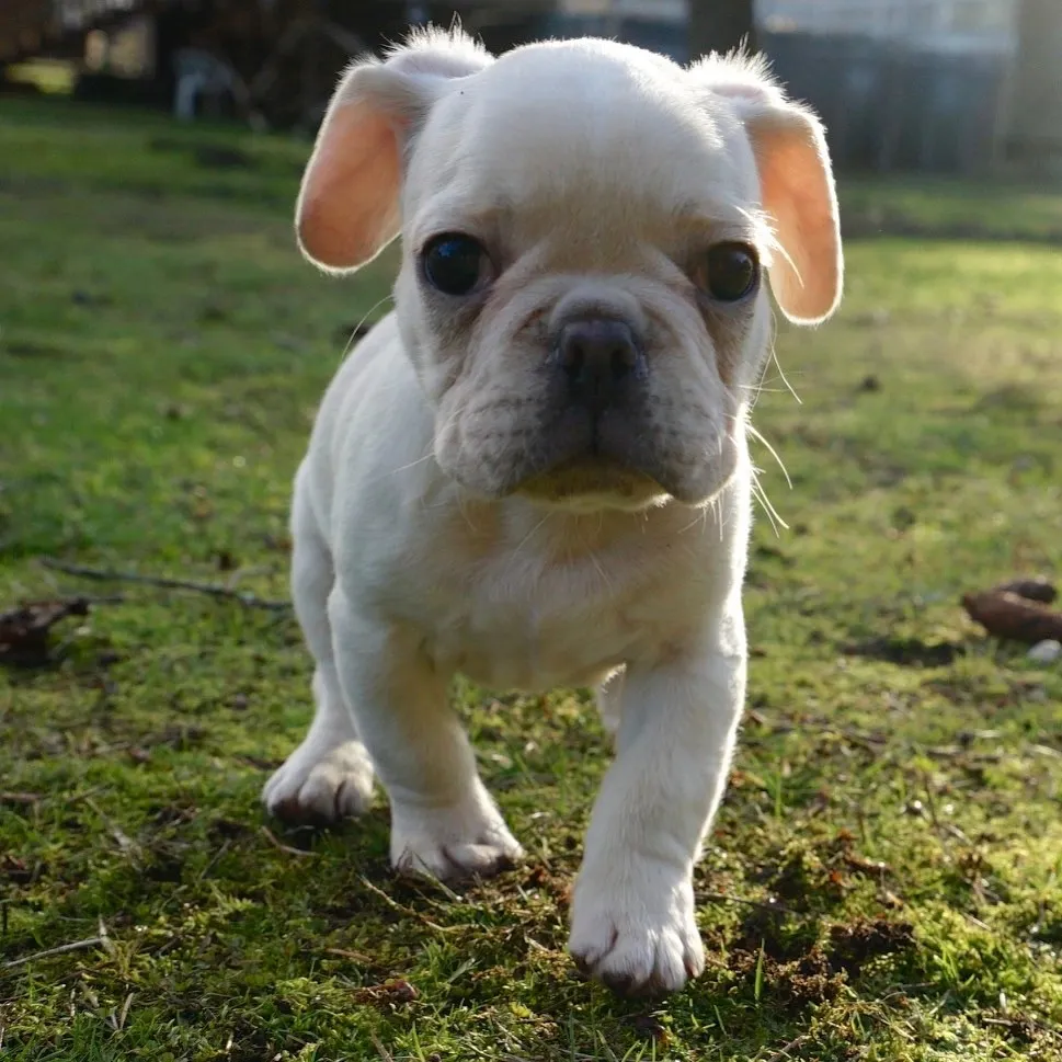 White Royal Frenchel puppy standing in the grass.