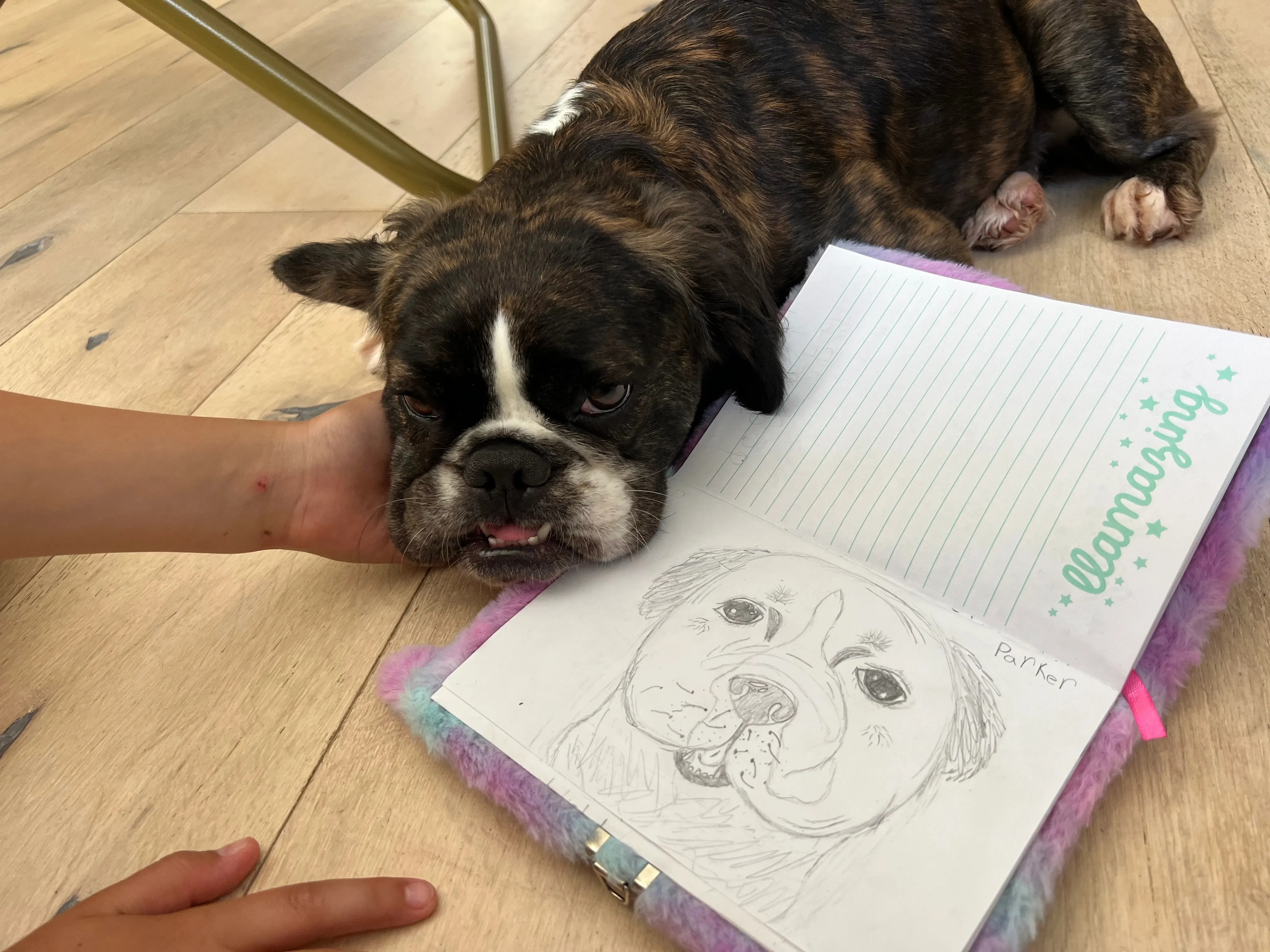 Royal Frenchel resting by a drawing of a dog on a table.