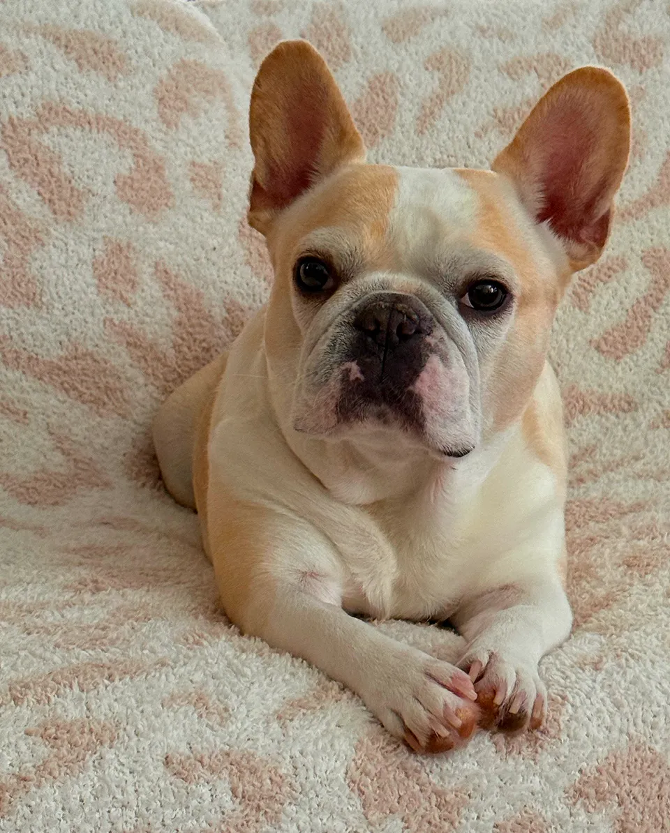 Small Royal Frenchel lying on a couch and looking at the camera.