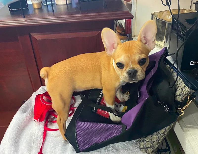 Royal Frenchel standing on a crate beside travel bags, dog food, and Royal Frenchel merchandise.