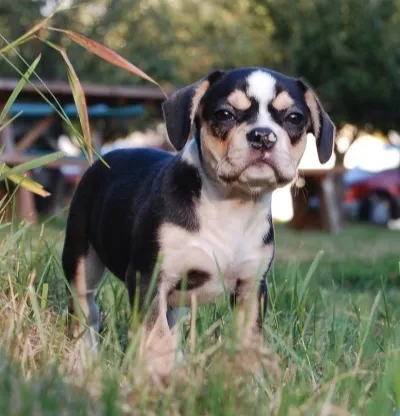 Bringing your Royal Frenchel puppy home image showing black and tan puppy outside.
