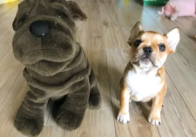 Royal Frenchel puppy sitting beside a stuffed dog toy.