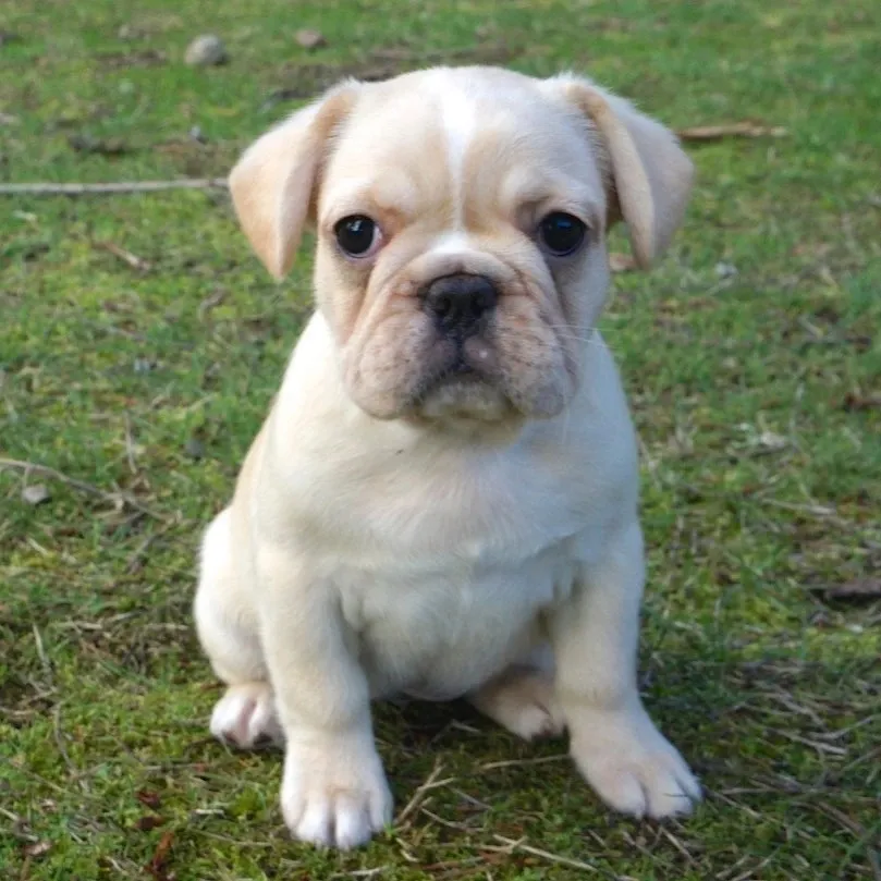 Cream Royal Frenchel puppy sitting outside in the grass.