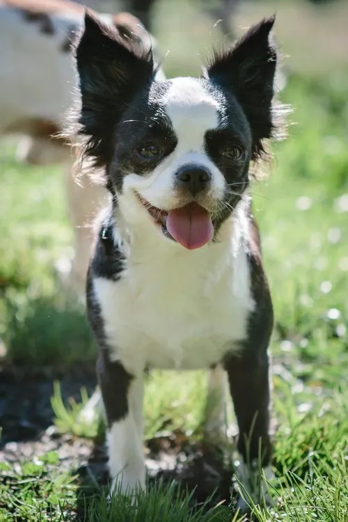 Black and white Royal Frenchel puppy standing in the grass.