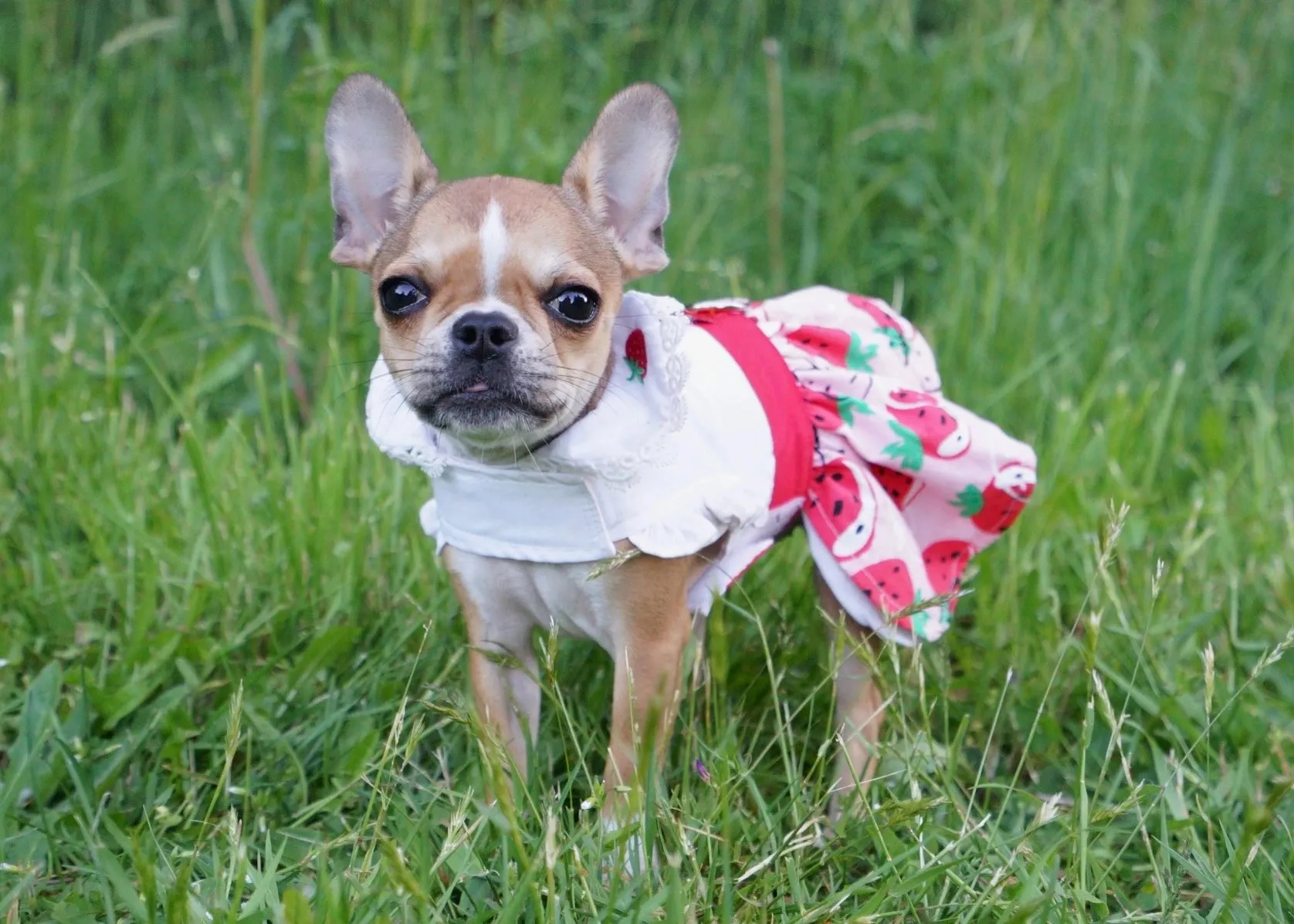 Small Royal Frenchel puppy wearing a dress outside.