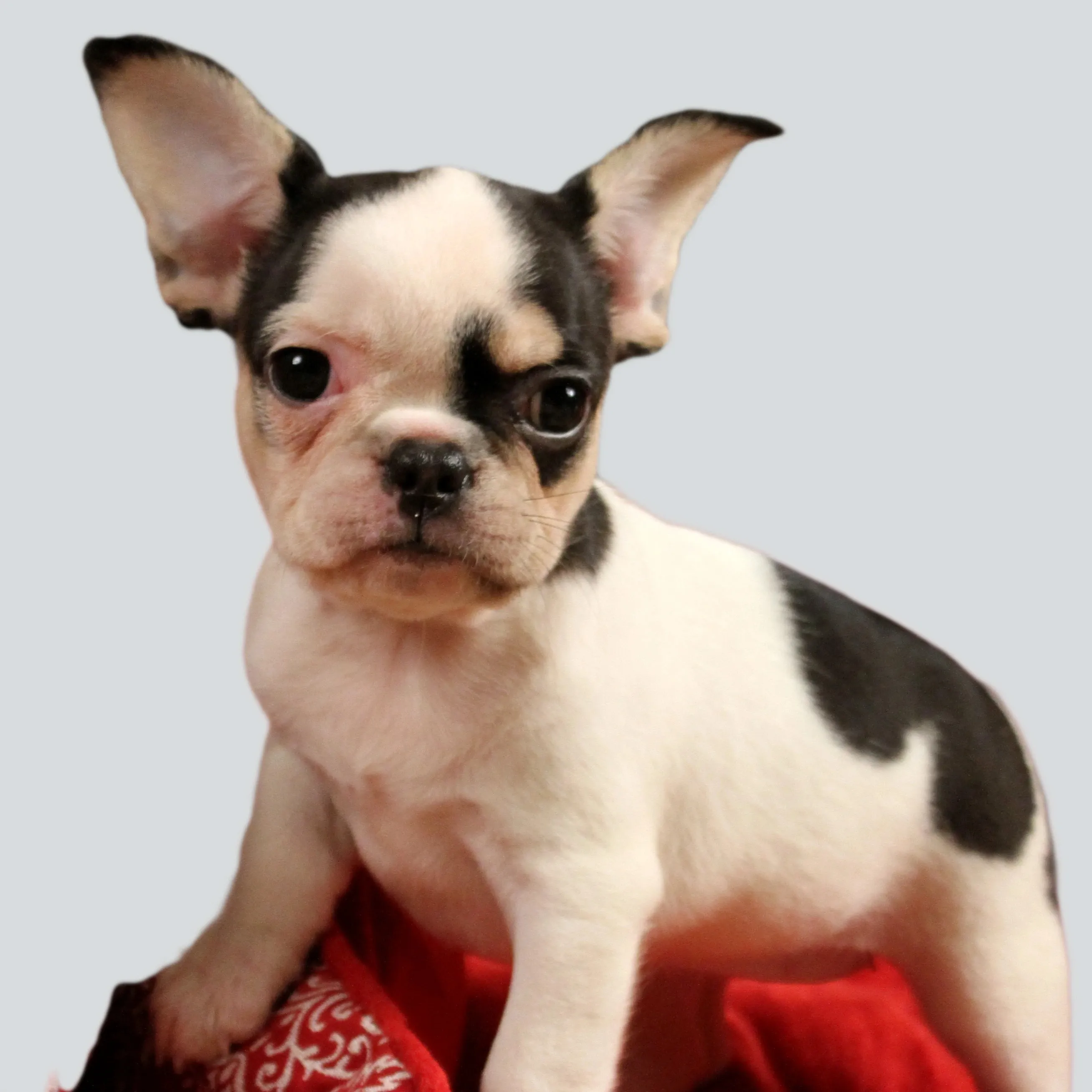 Black and white Royal Frenchel puppy sitting for a portrait.