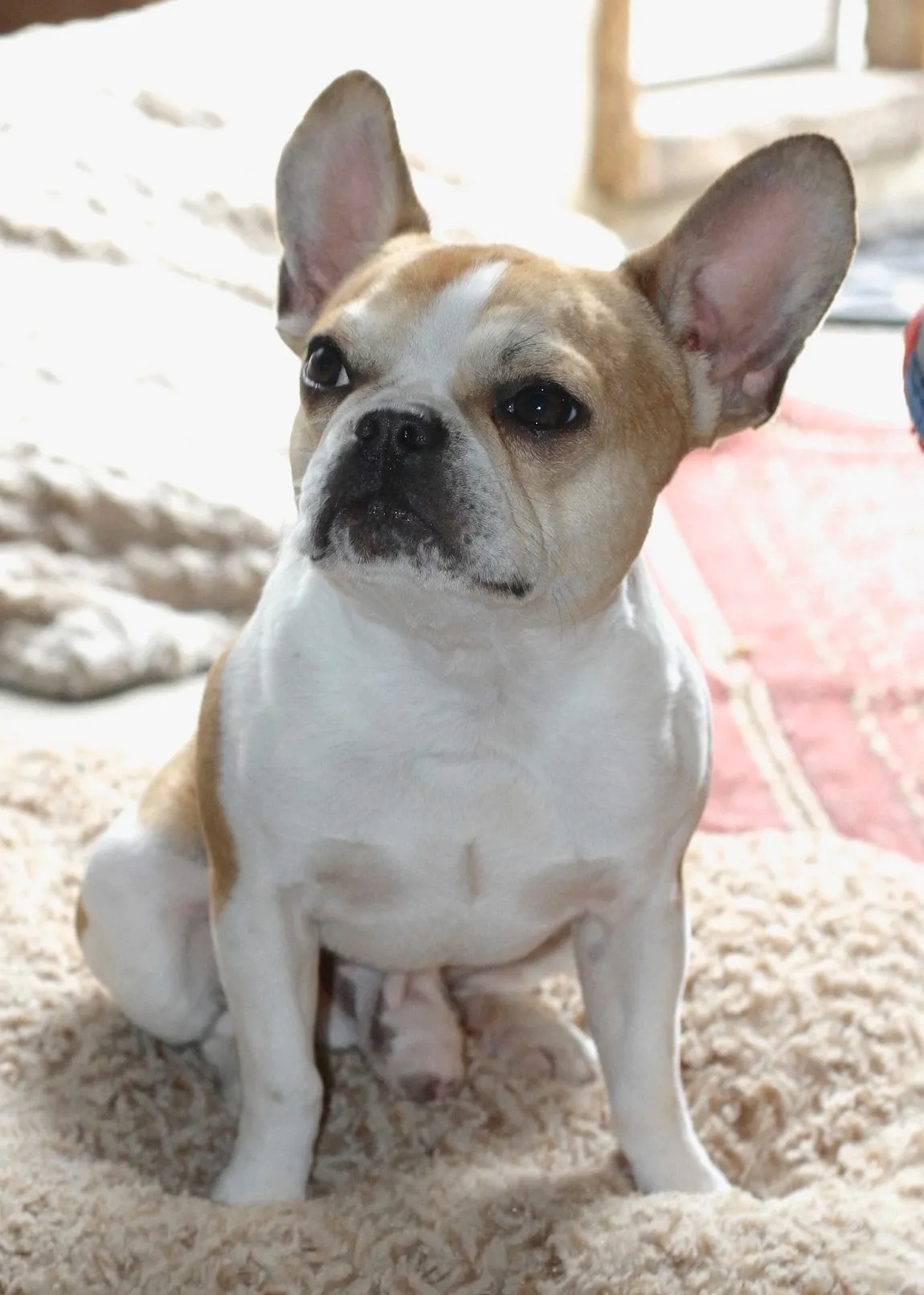 Small Frenchie-type Royal Frenchel sitting calmly indoors.