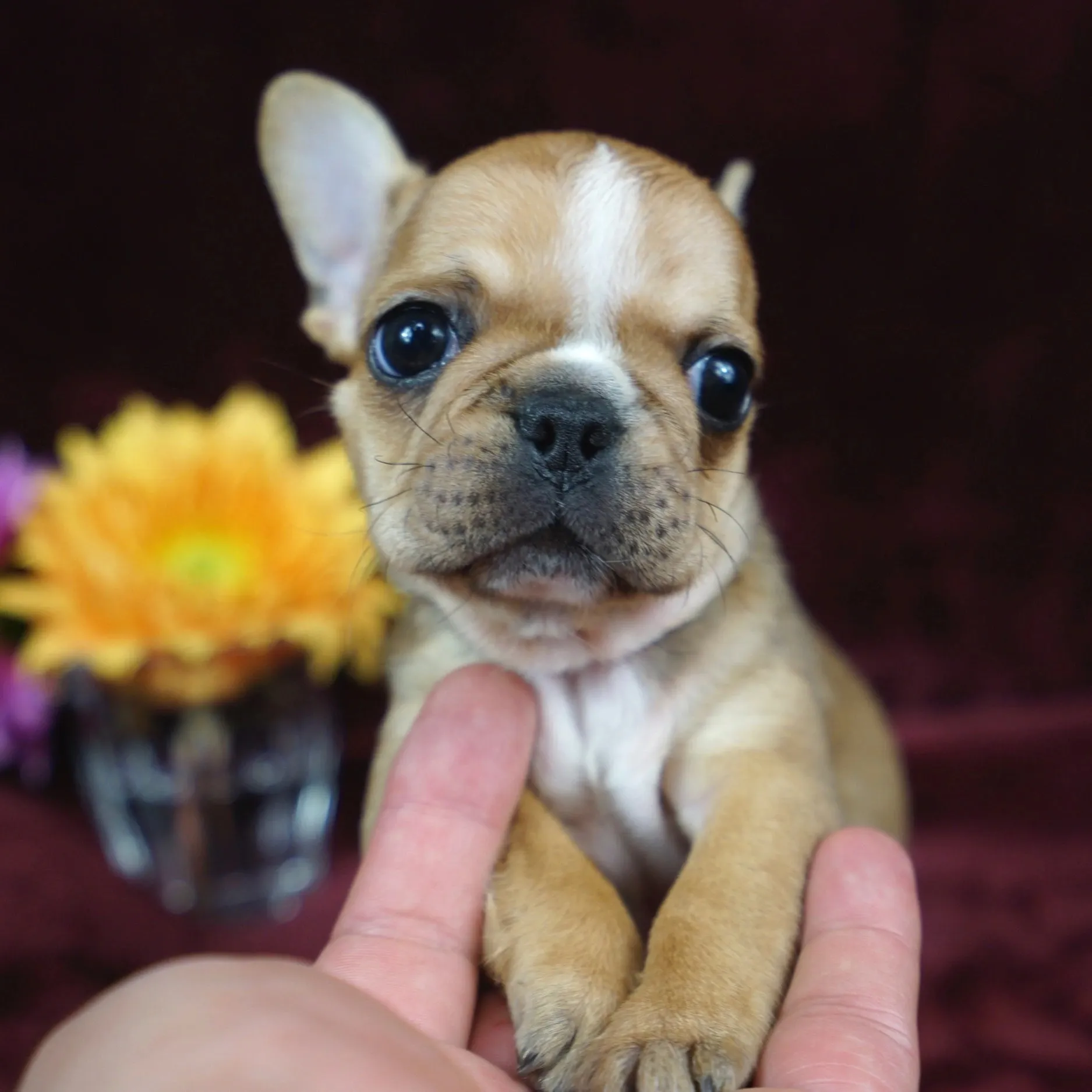 Close-up of a tiny Royal Frenchel puppy.